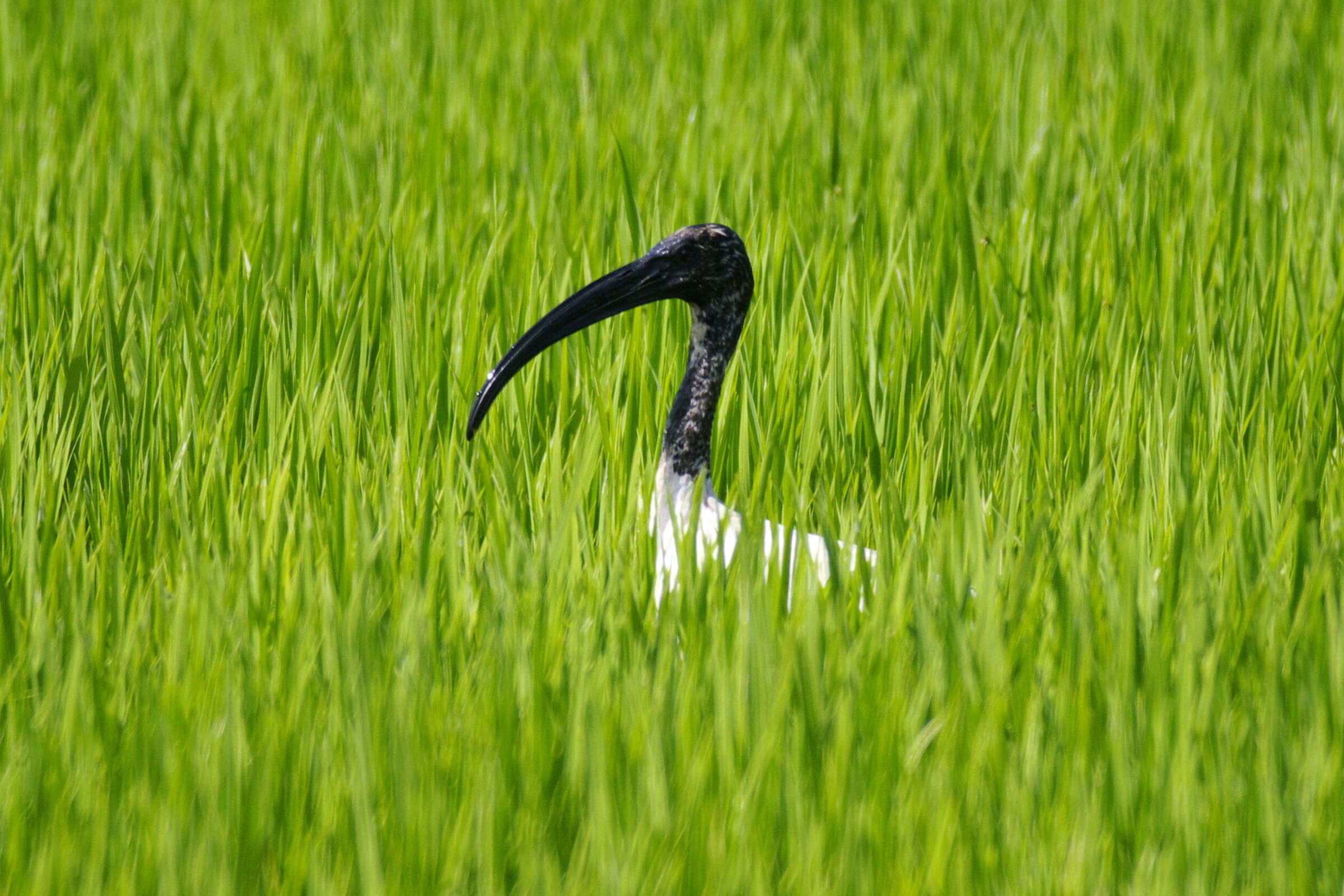 Ibis sacro (Threskiornis aethiopica )