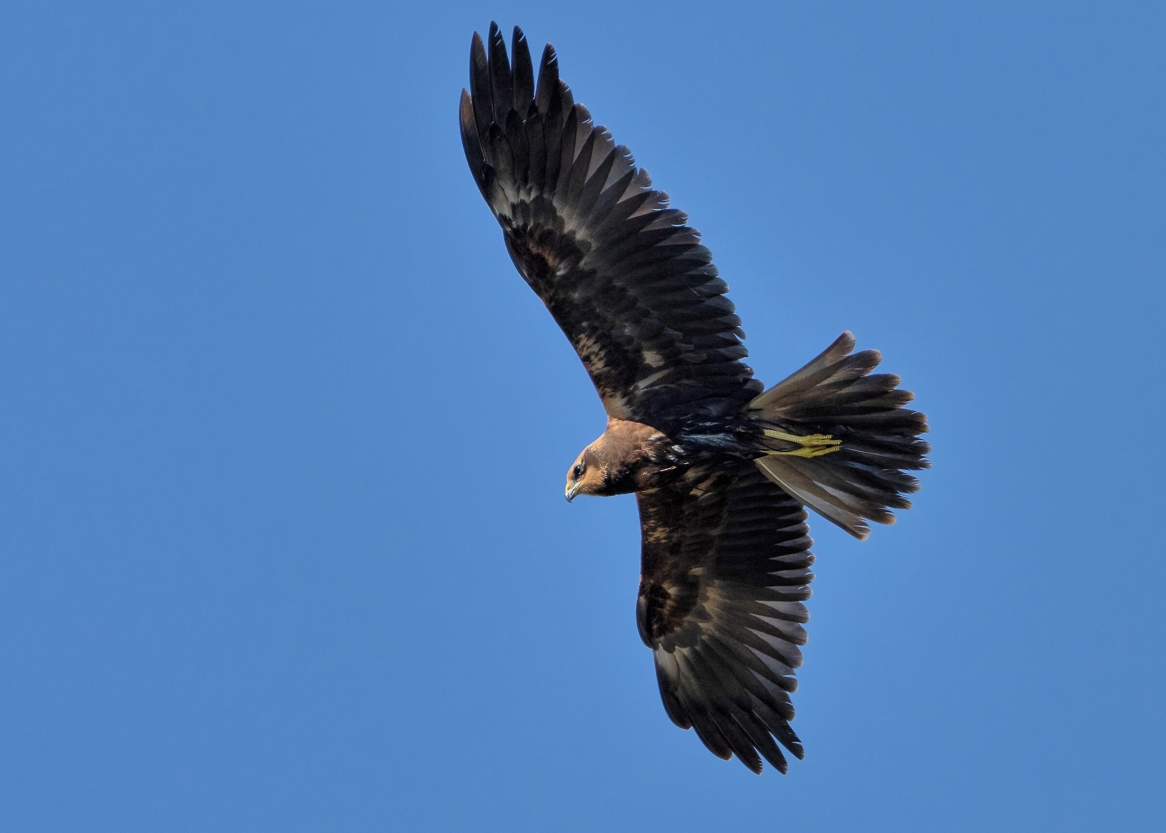 Falco di palude (Circus aeruginosus)