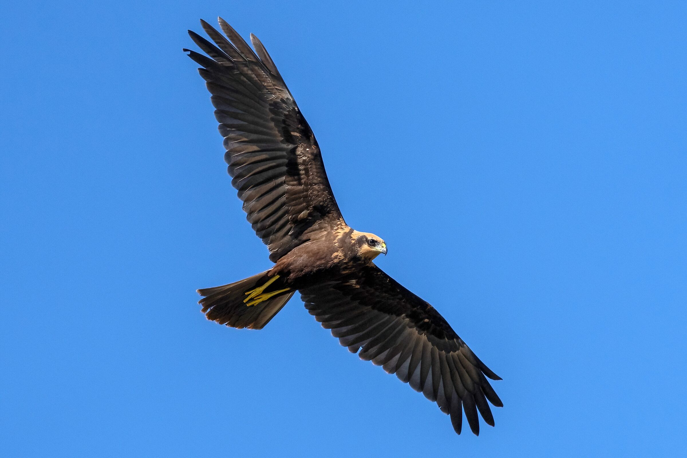 Falco di palude (Circus aeruginosus)