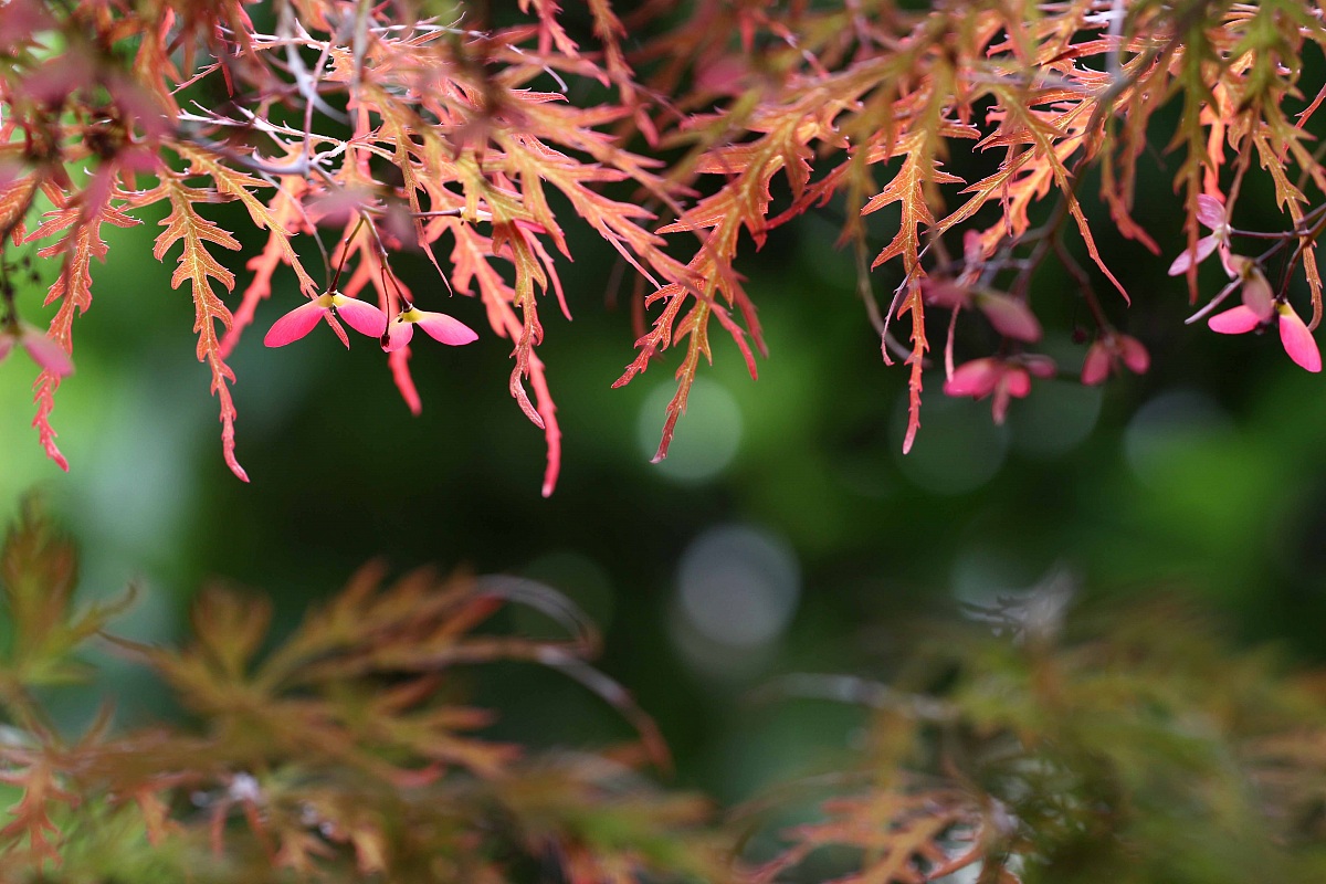 The garden of Rinald 2