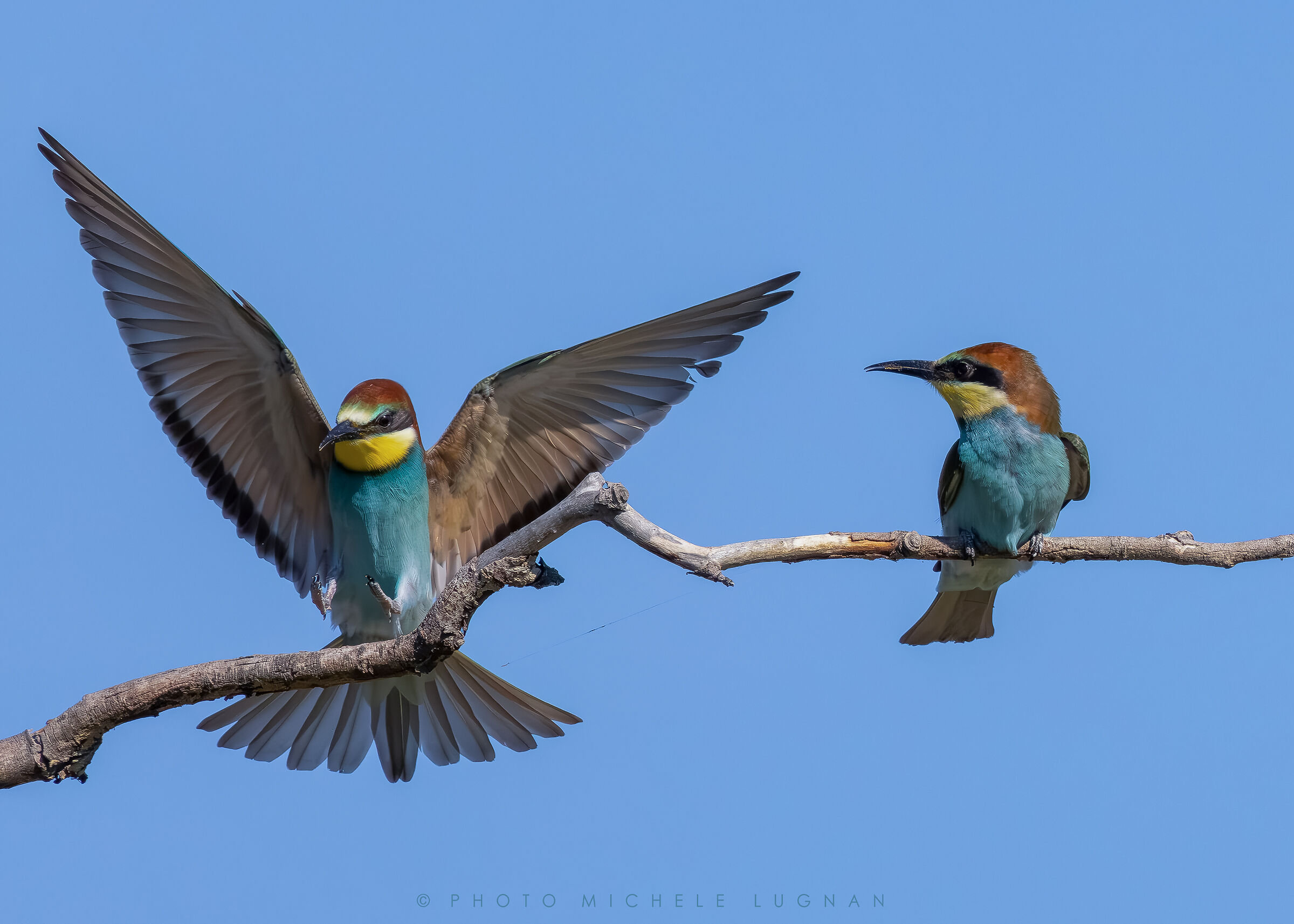 Merops apiaster