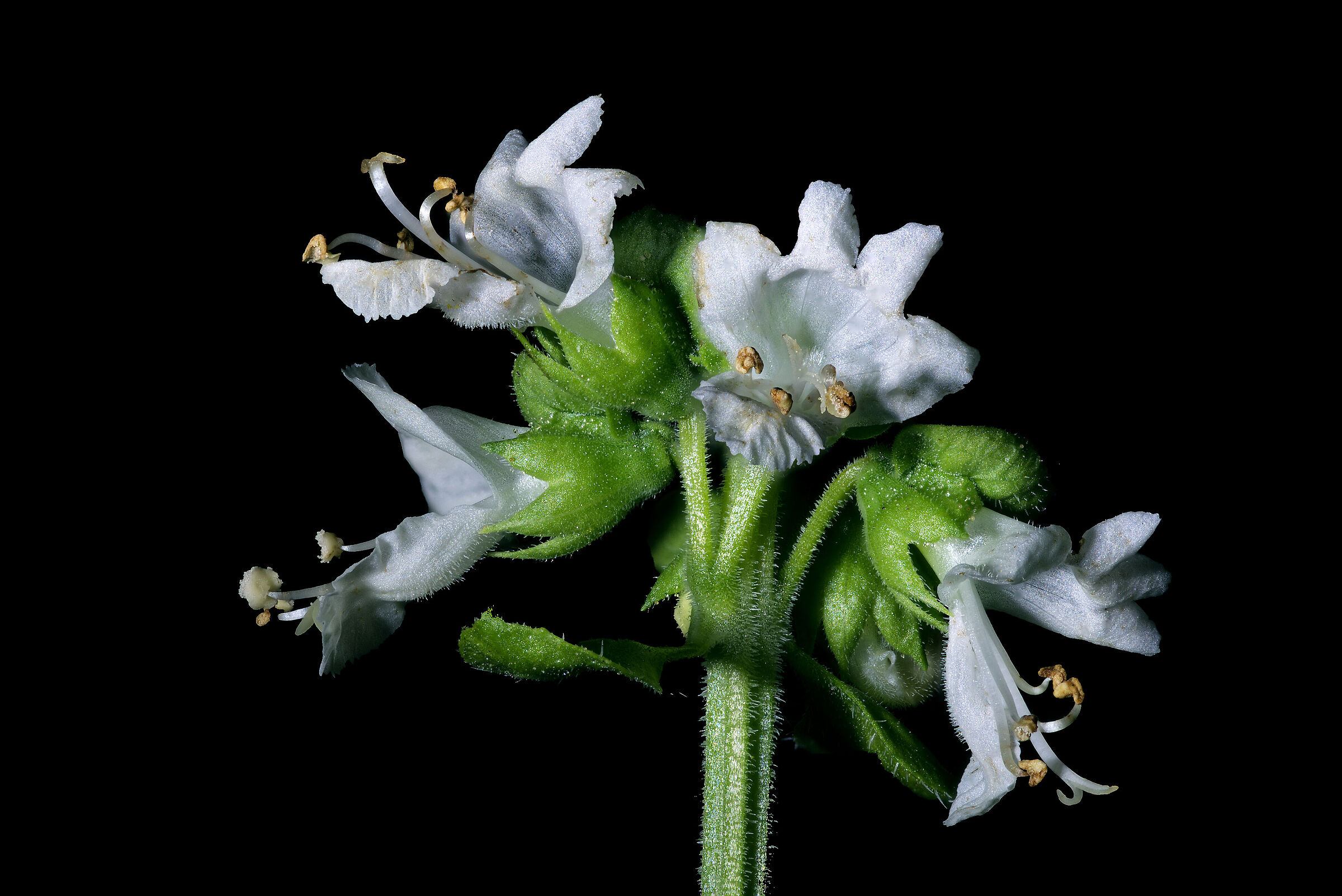 Basil flower...