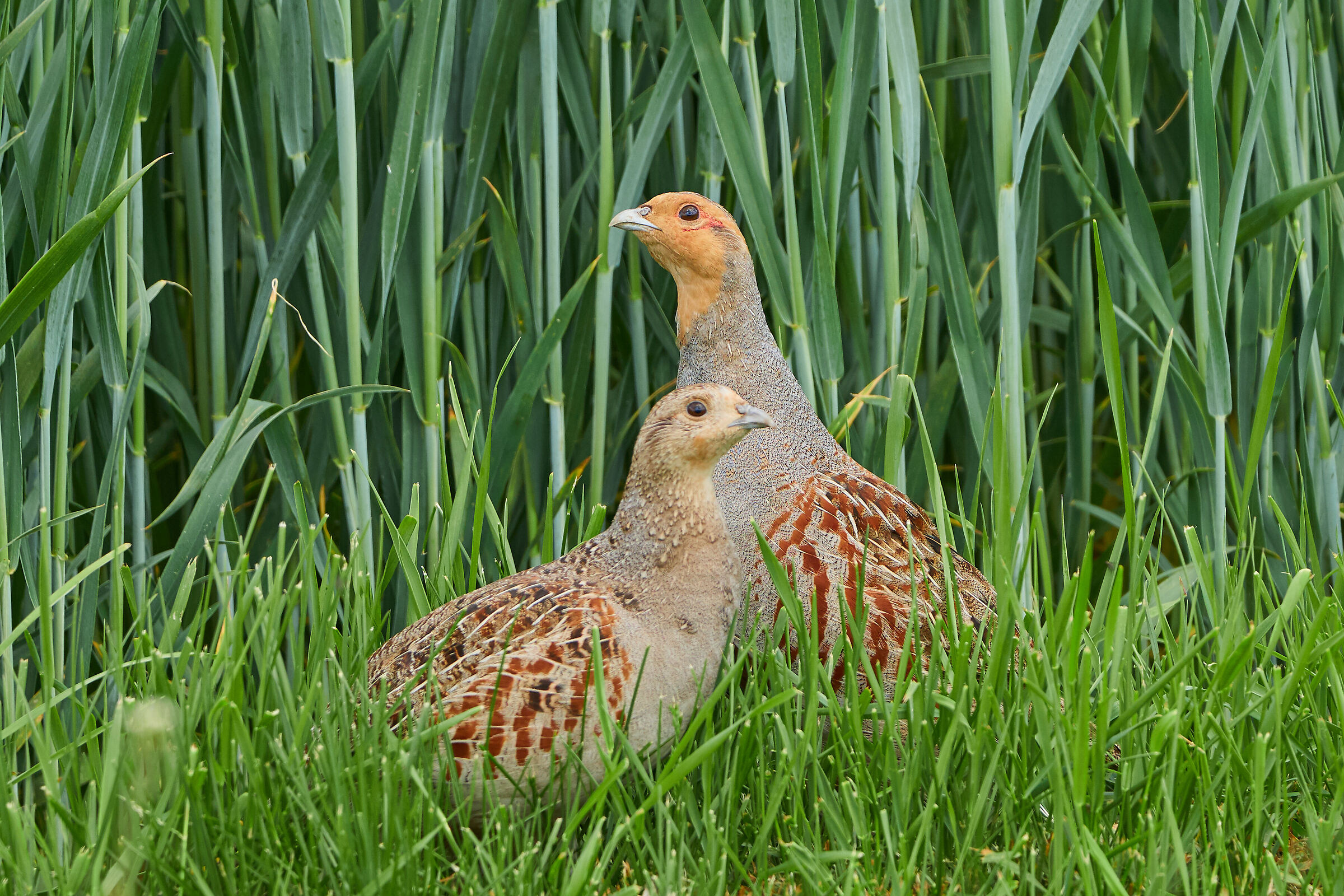 Pernice grigia ( Perdix perdix )