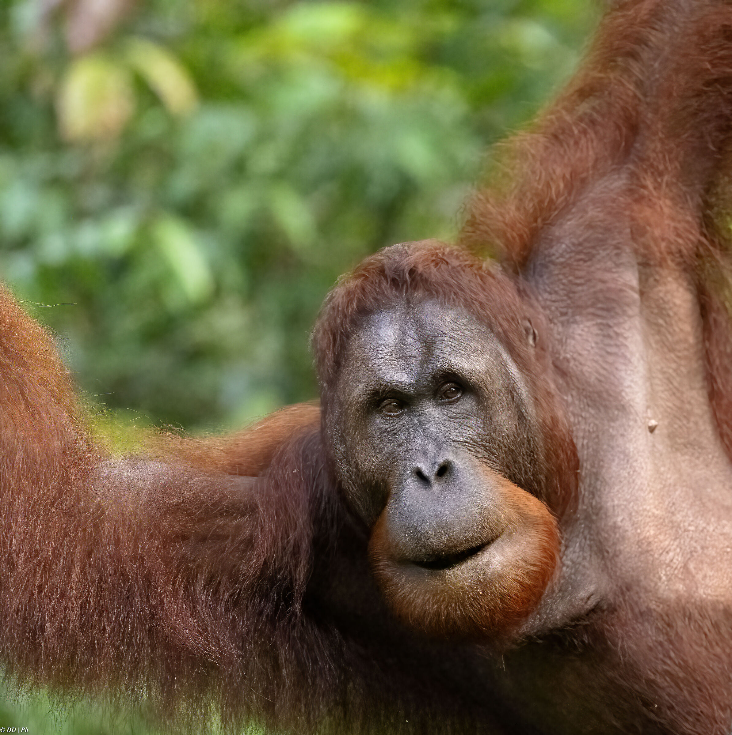Wild Borneo