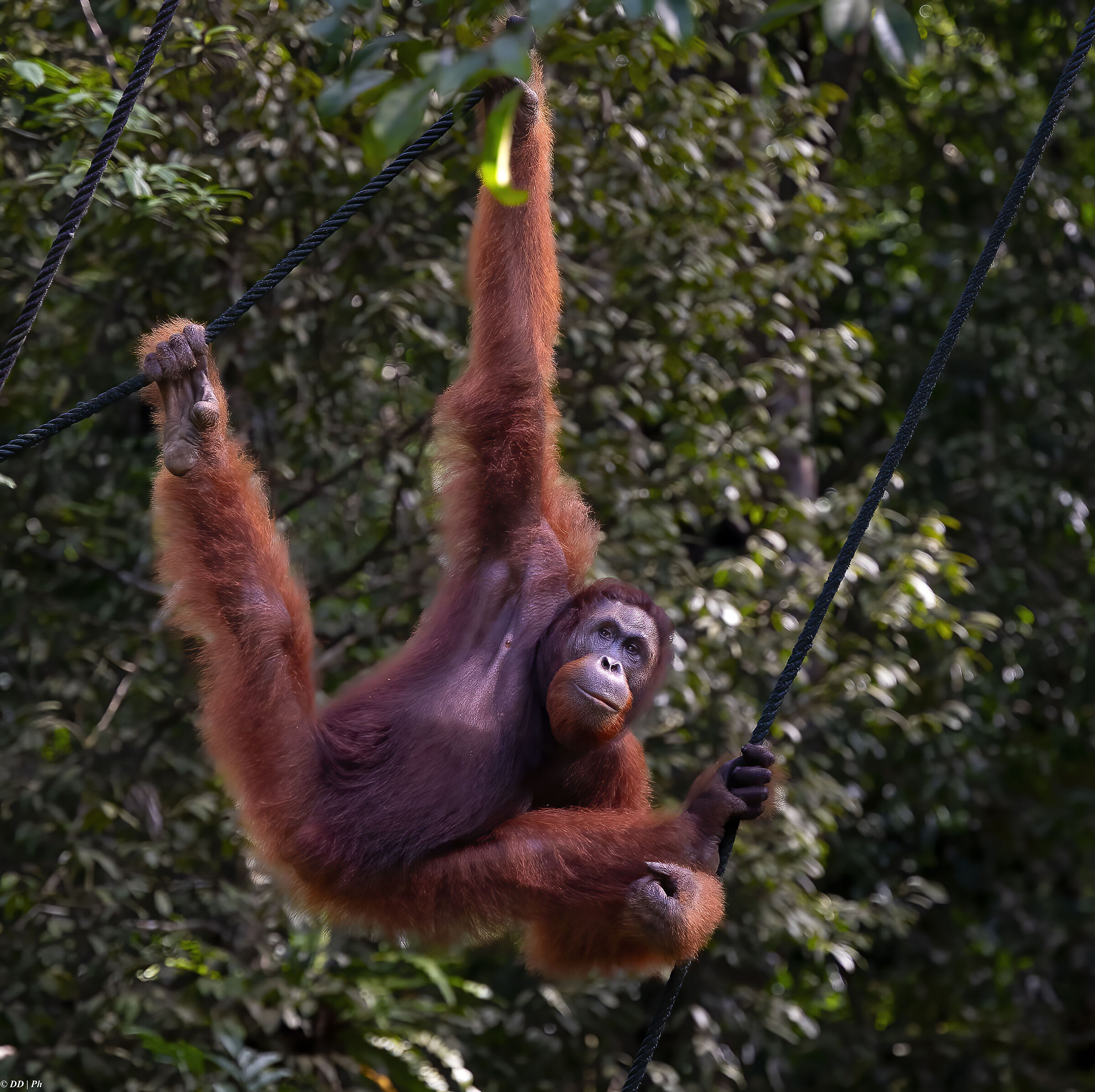 Wild Borneo