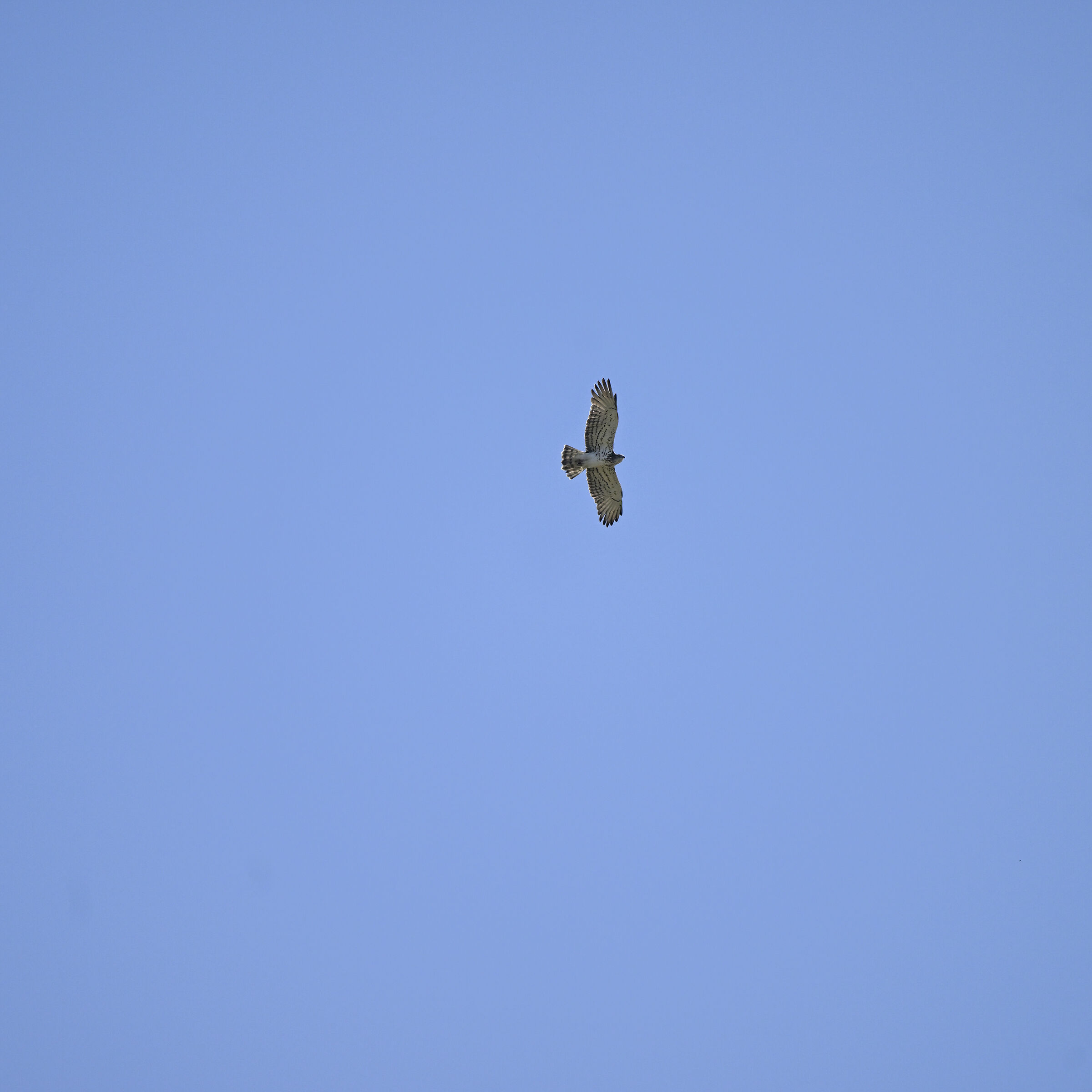 Biancone... altissimo !!!