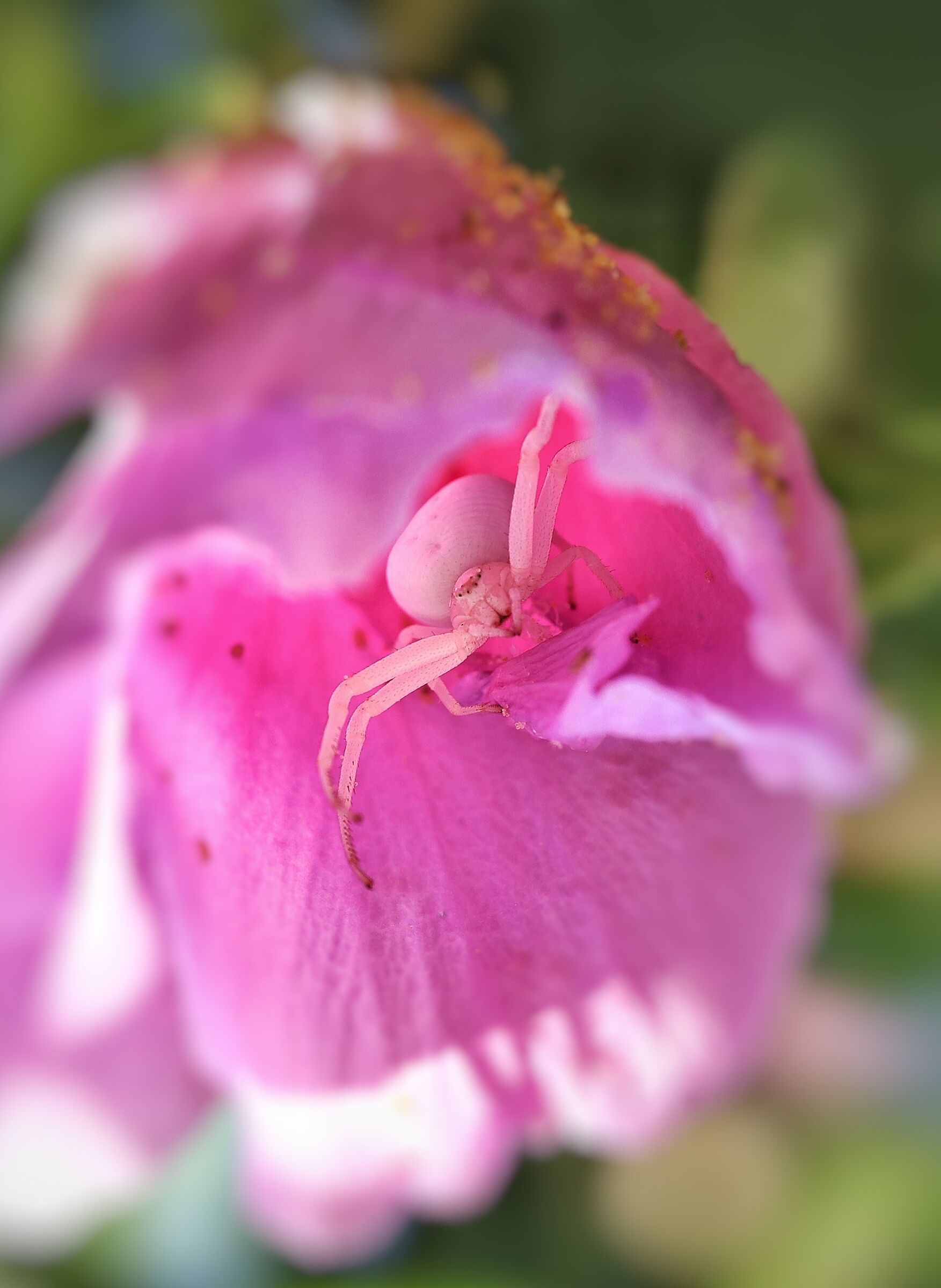 Misumena vatia &female; _ mimetismo criptico