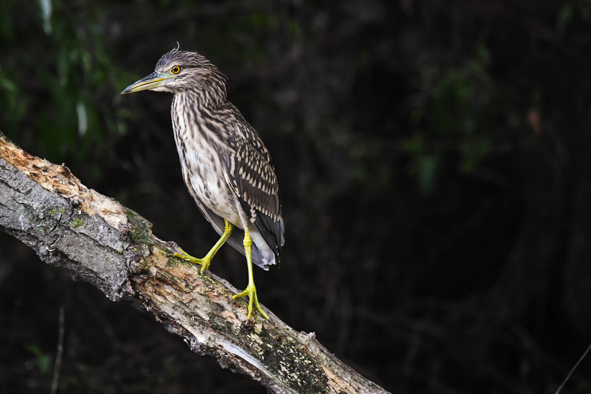 Nycticorax nycticorax