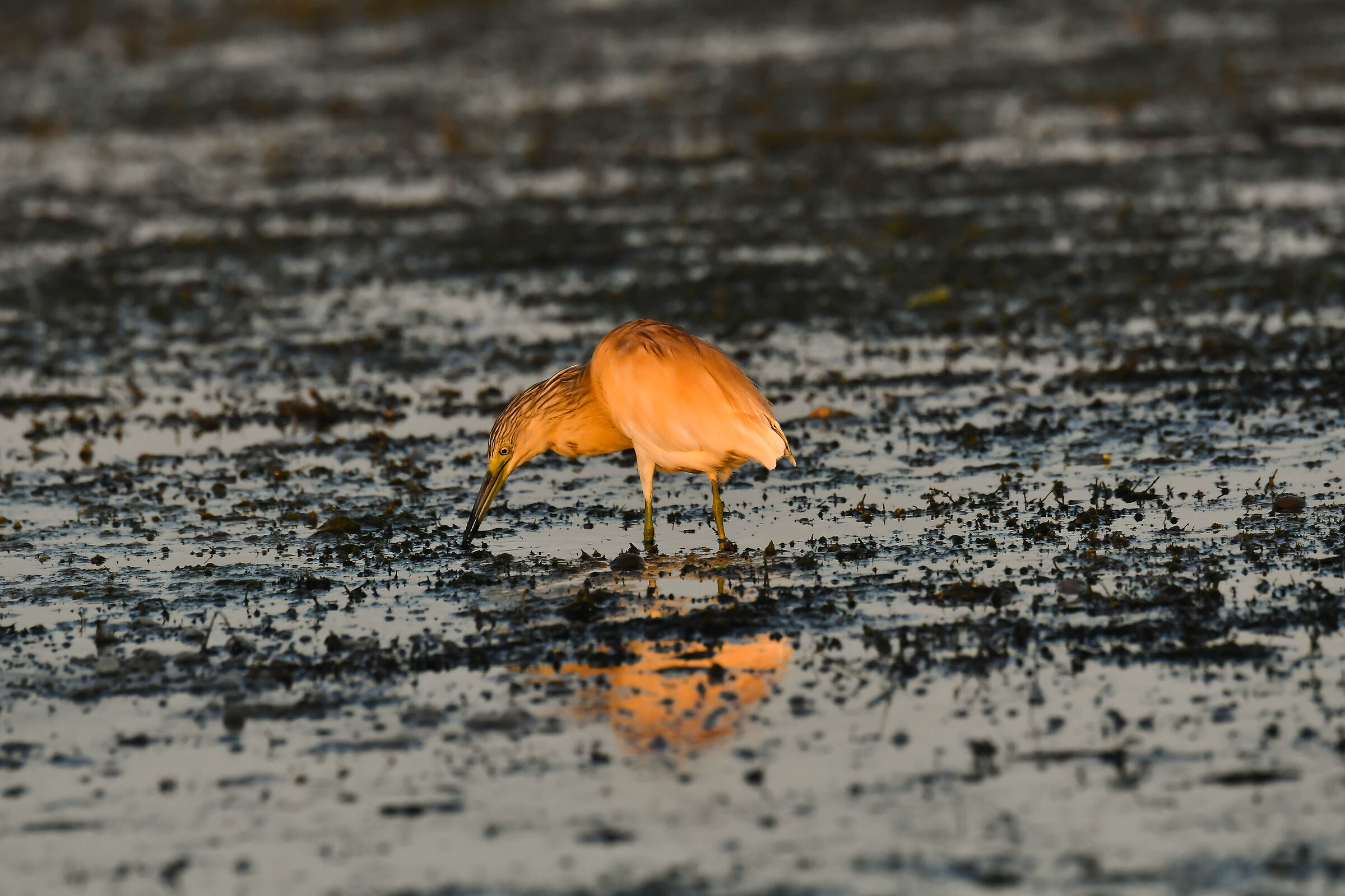 Ardeola ralloides. Delta del Danubio