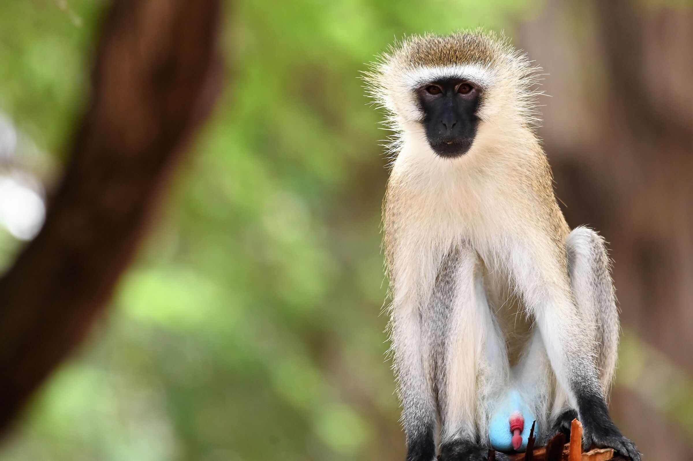 Vervet monkey, Kenya