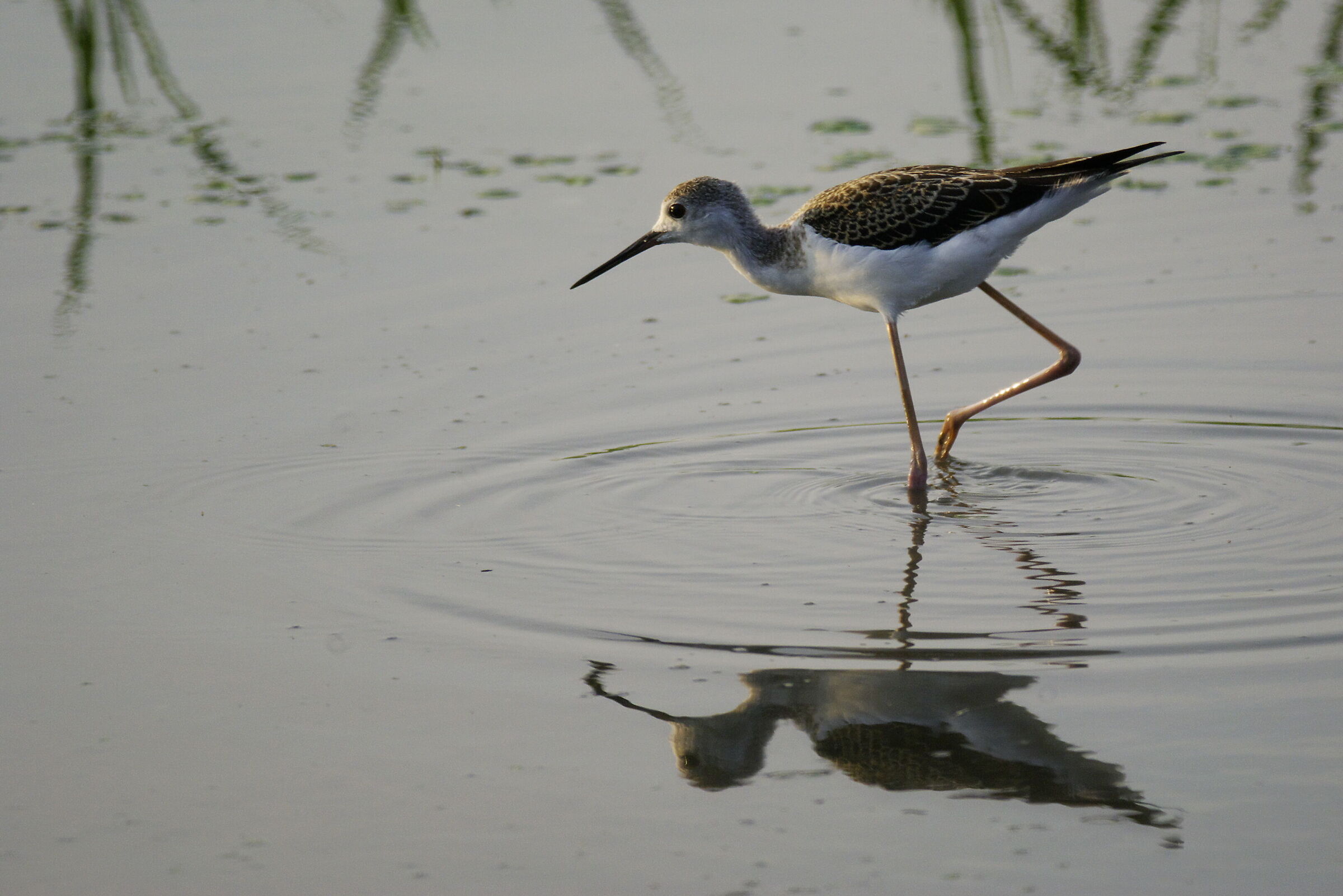 Piro Piro culbianco ( Tringa ochropus )