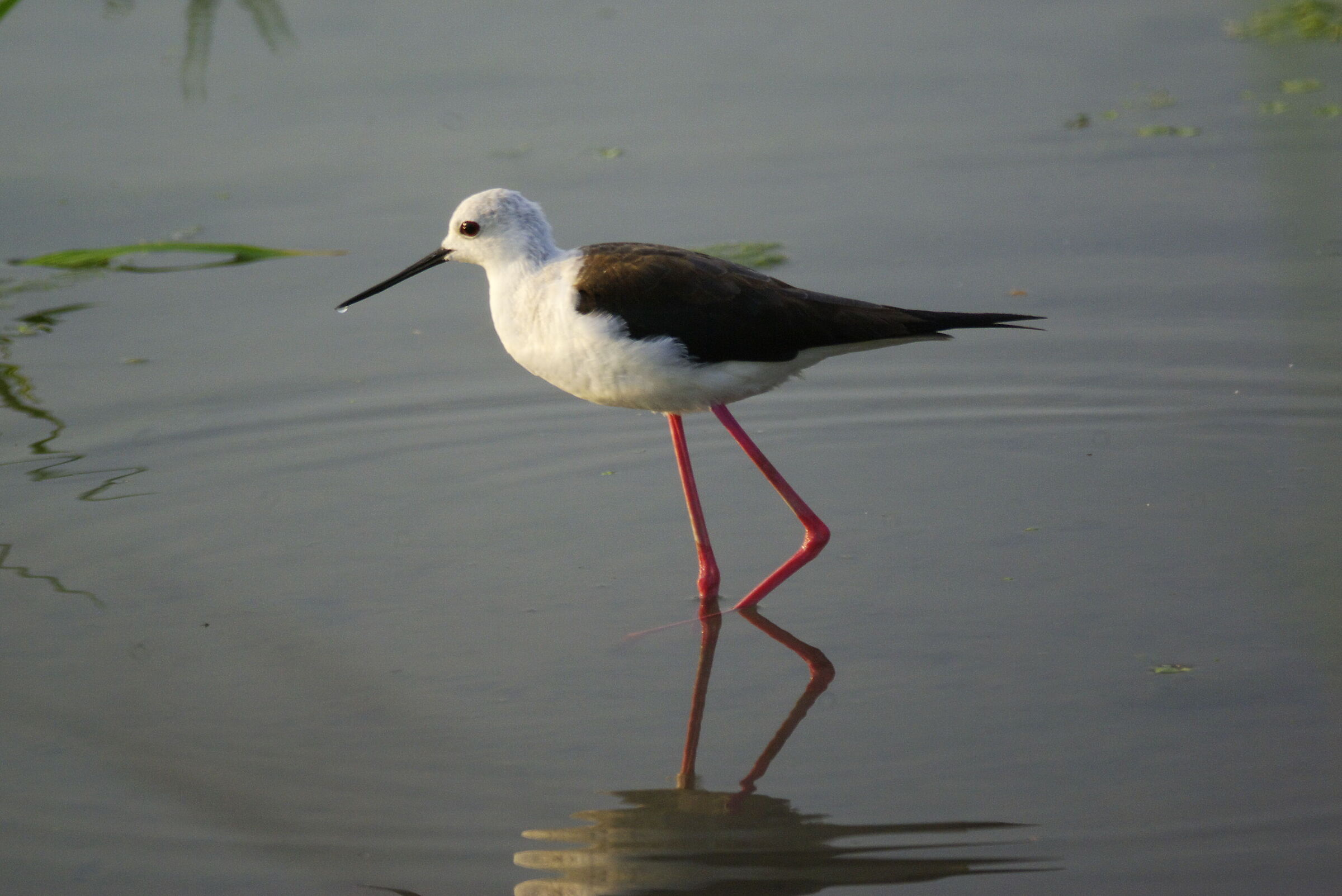 Cavaliere d'Italia ( Himantopus himantopus )