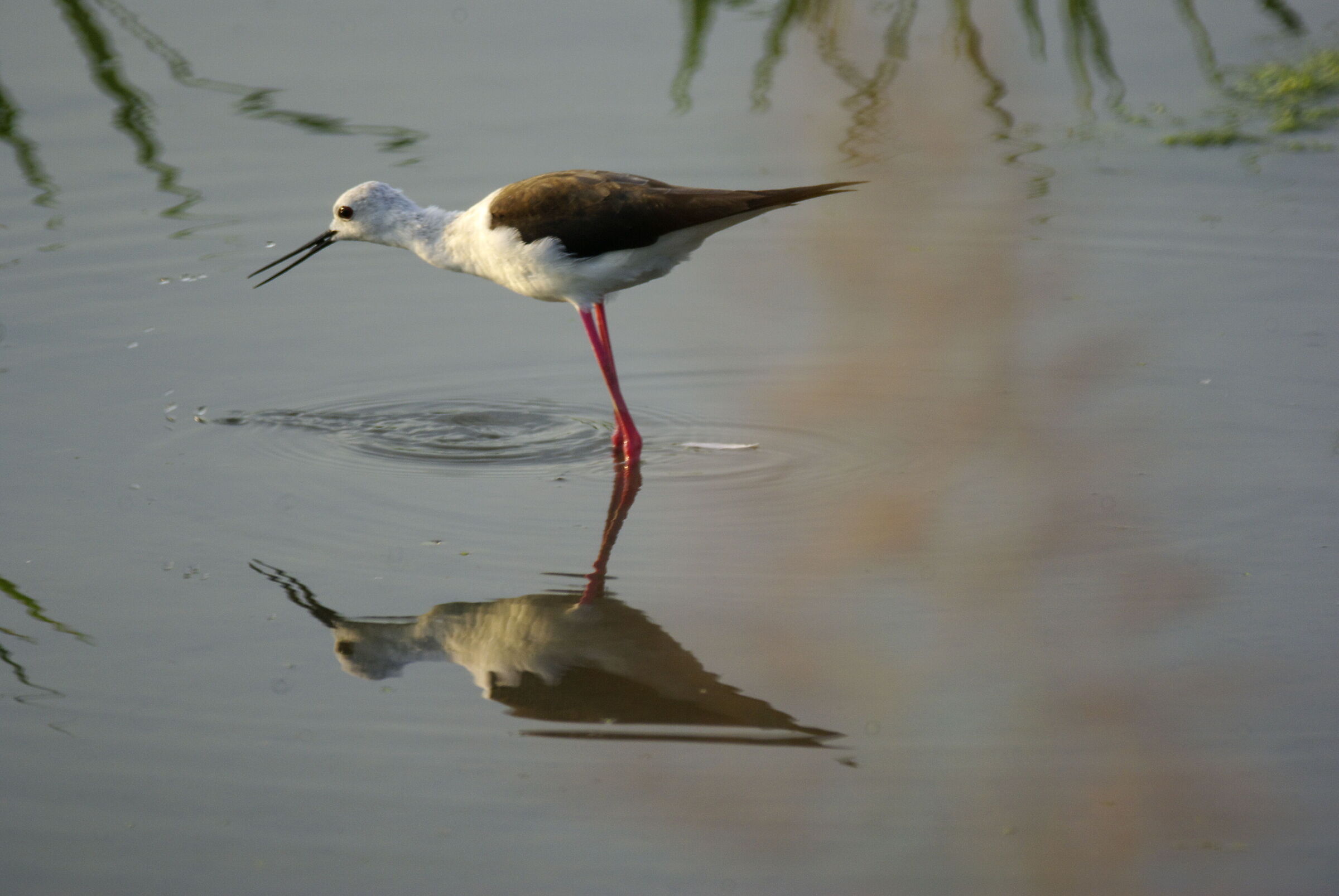 Cavaliere d'Italia ( Himantopus himantopus )