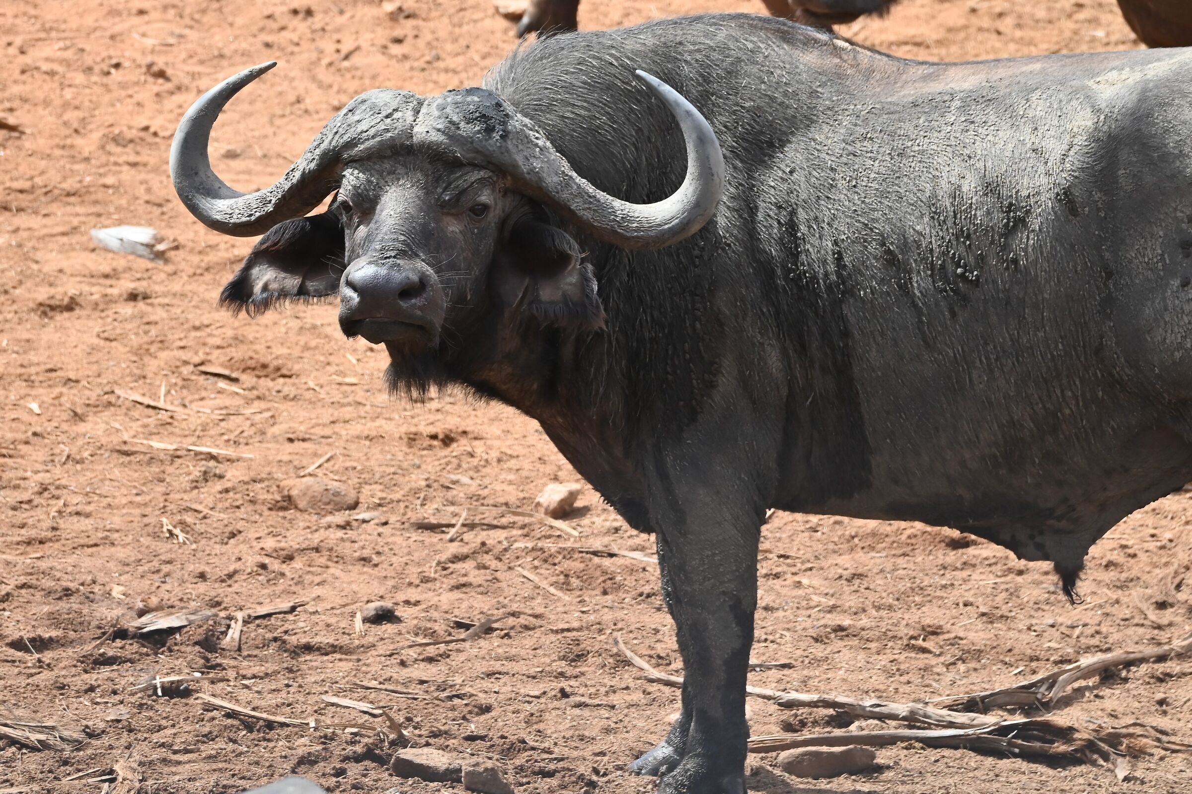 African Buffalo, Kenya