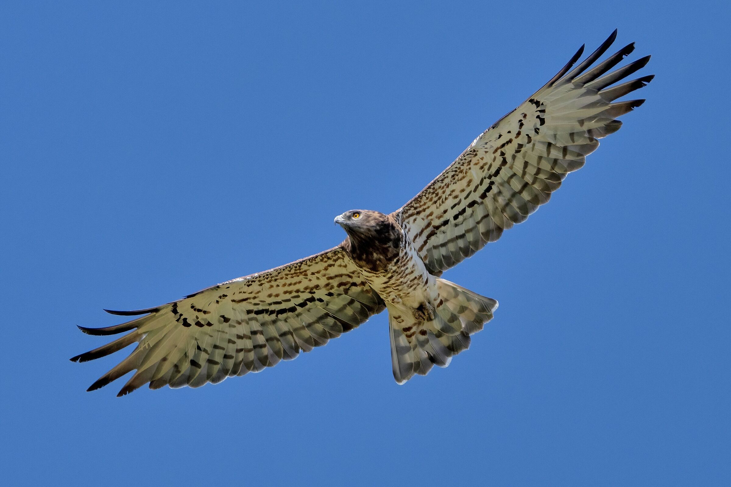 Short-toed eagle or Snake eagle (Circaetus gallicus)