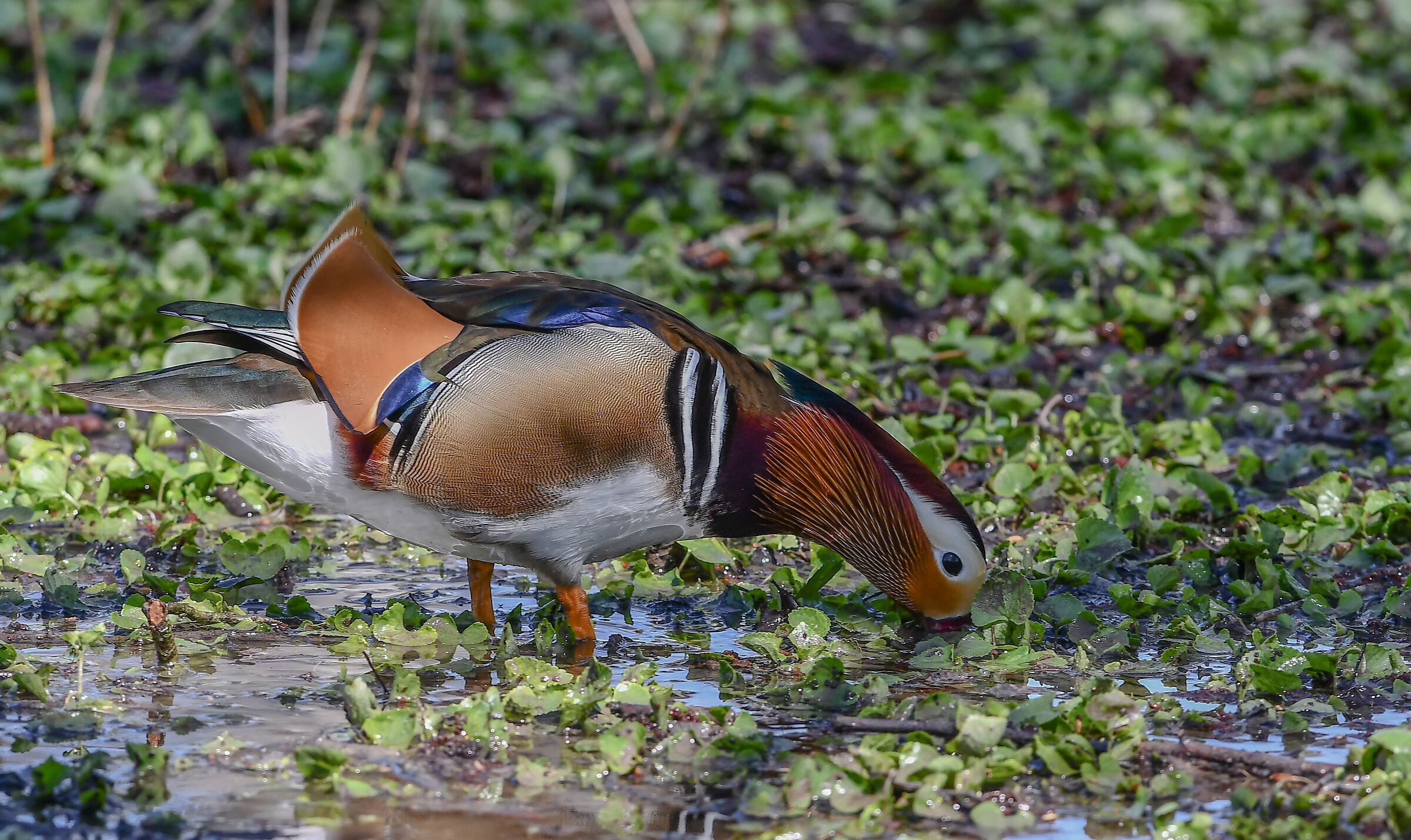 Mandarin duck