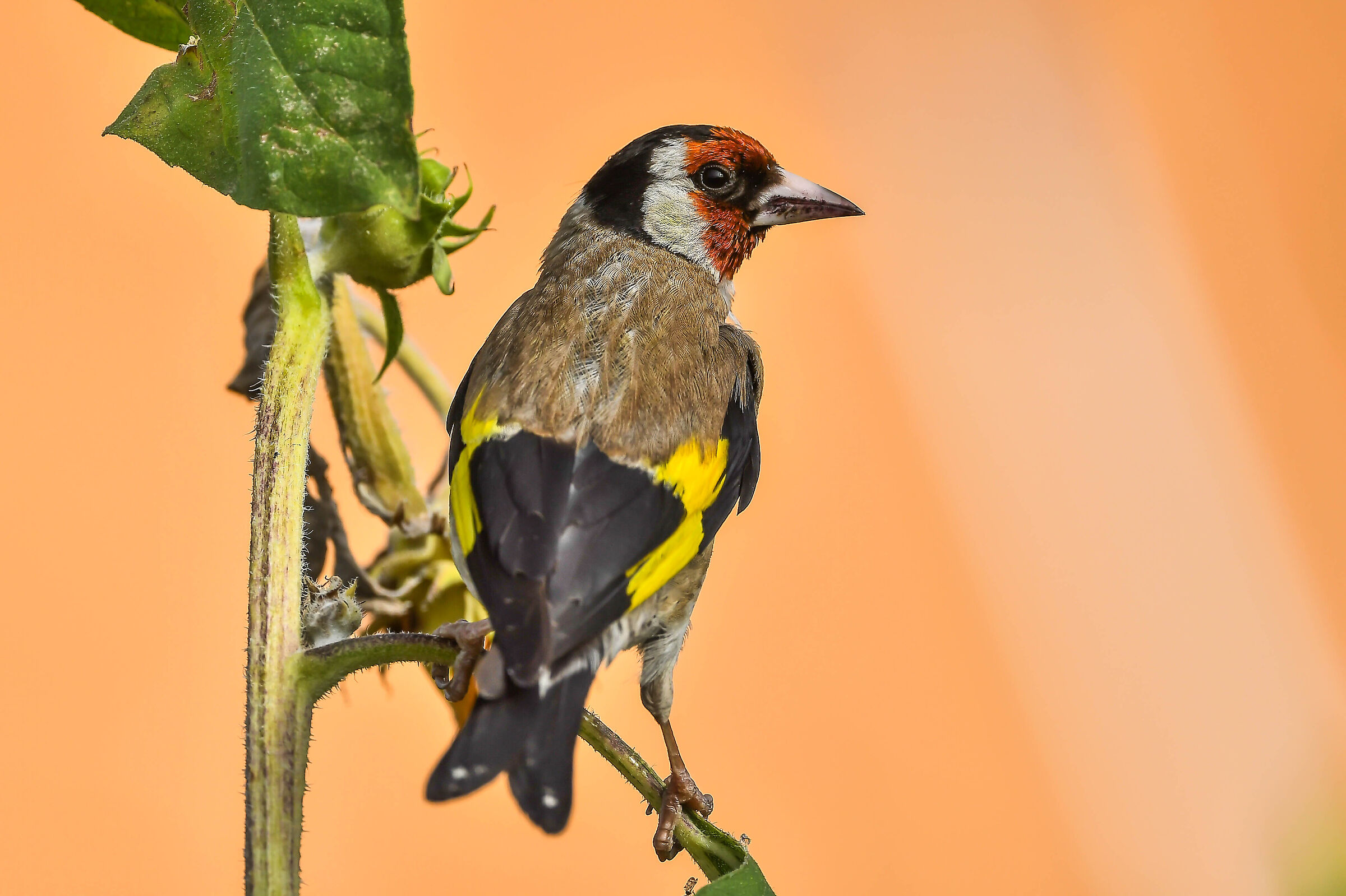 Goldfinch