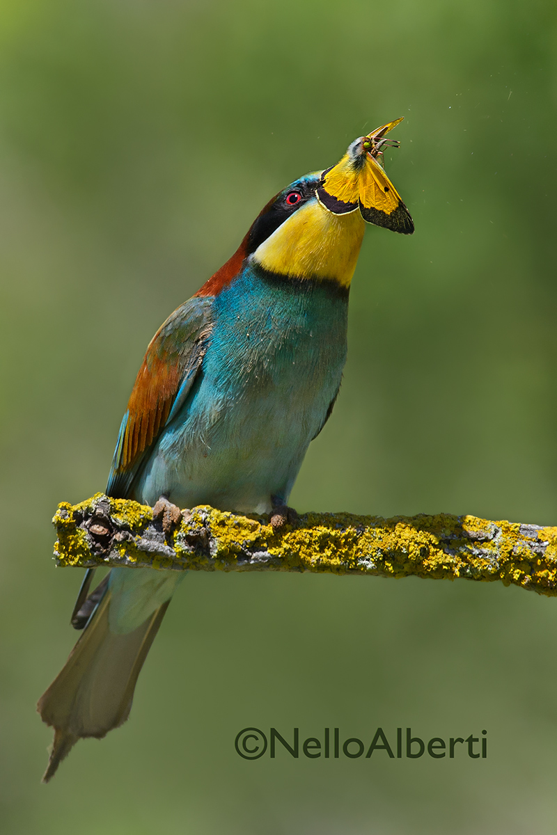 bee-eater with yellow butterfly