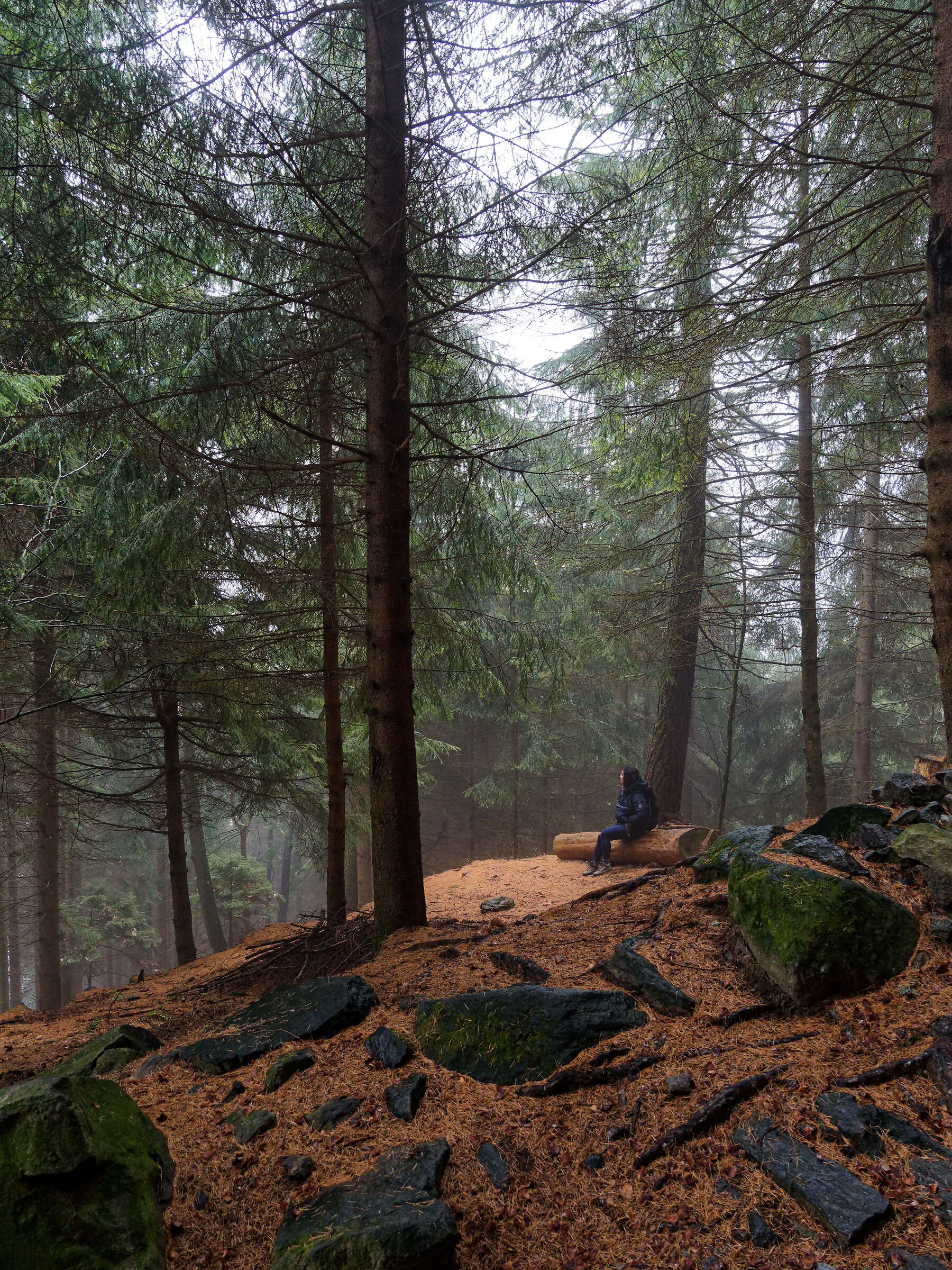 Into the forest