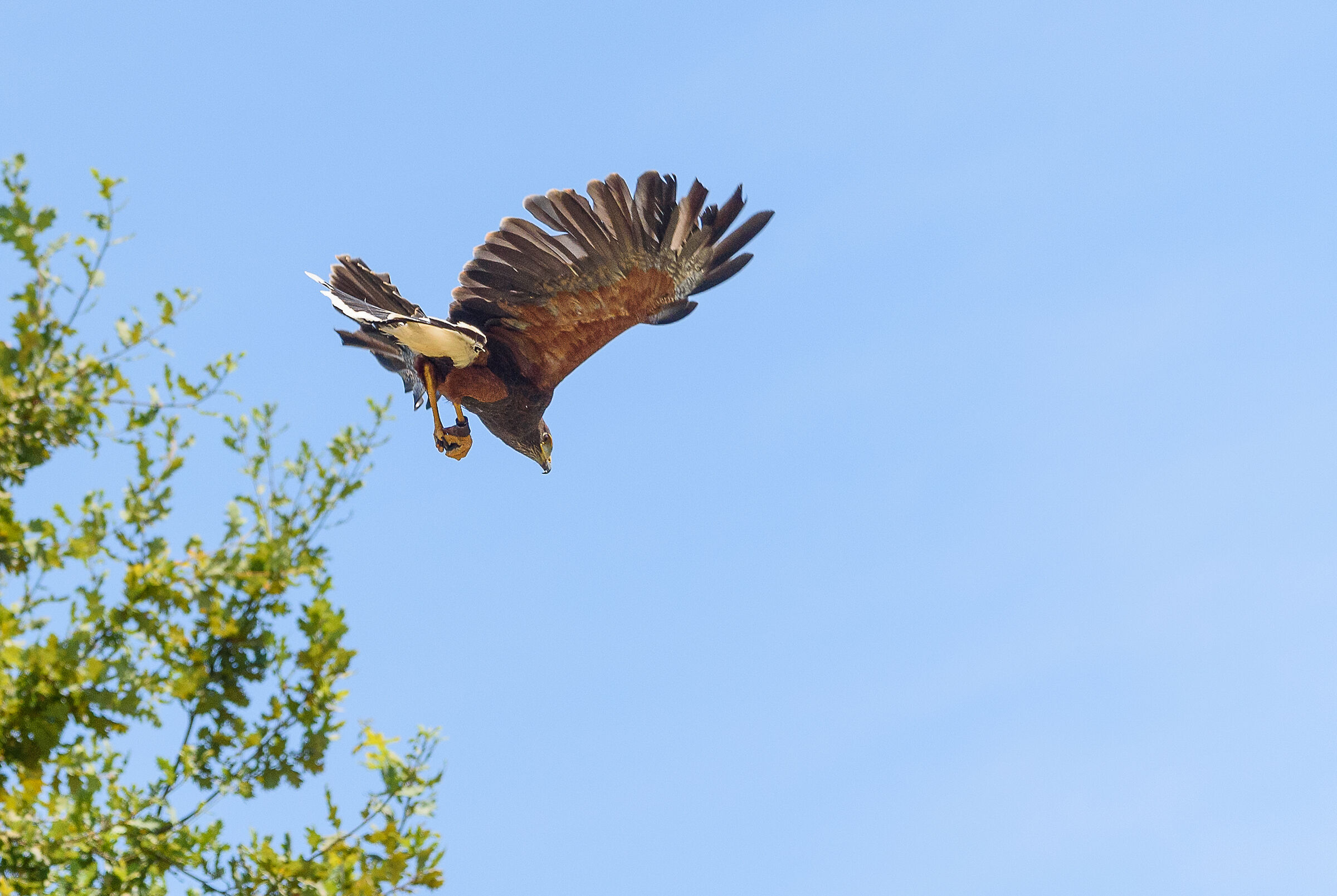 La picchiata del falco