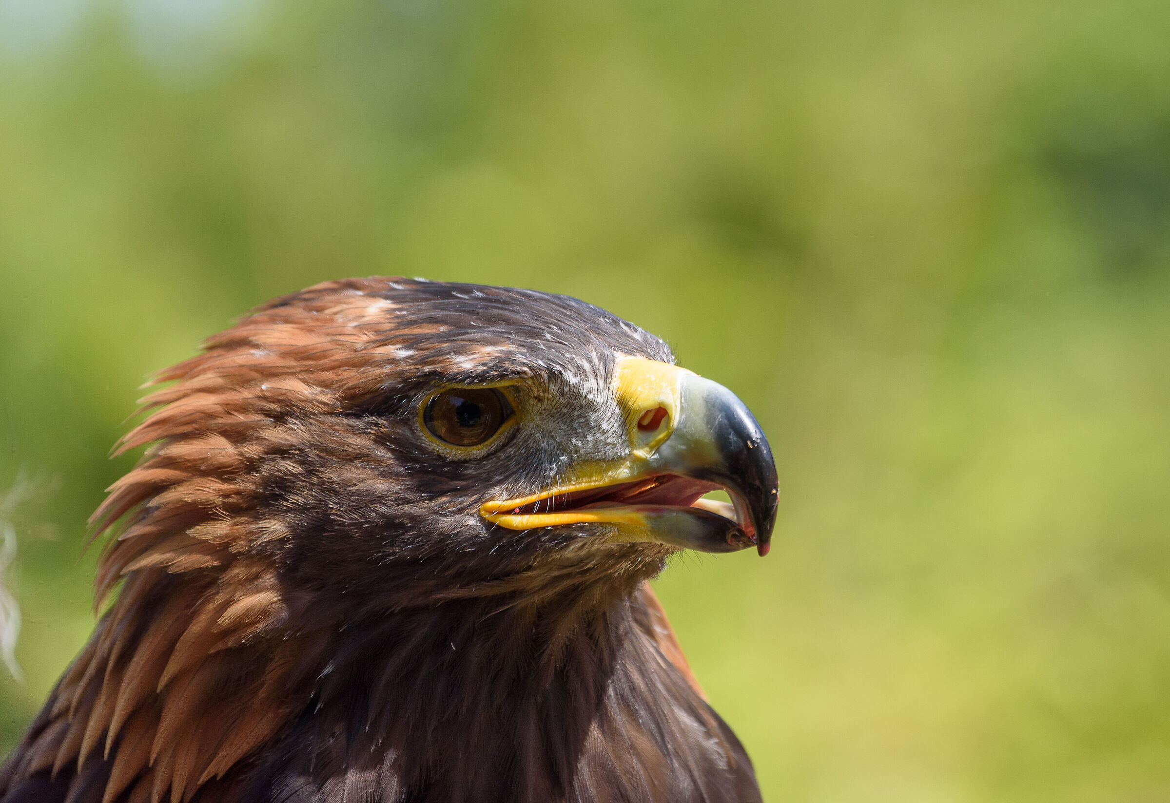 Ritratto rapace della poiana
