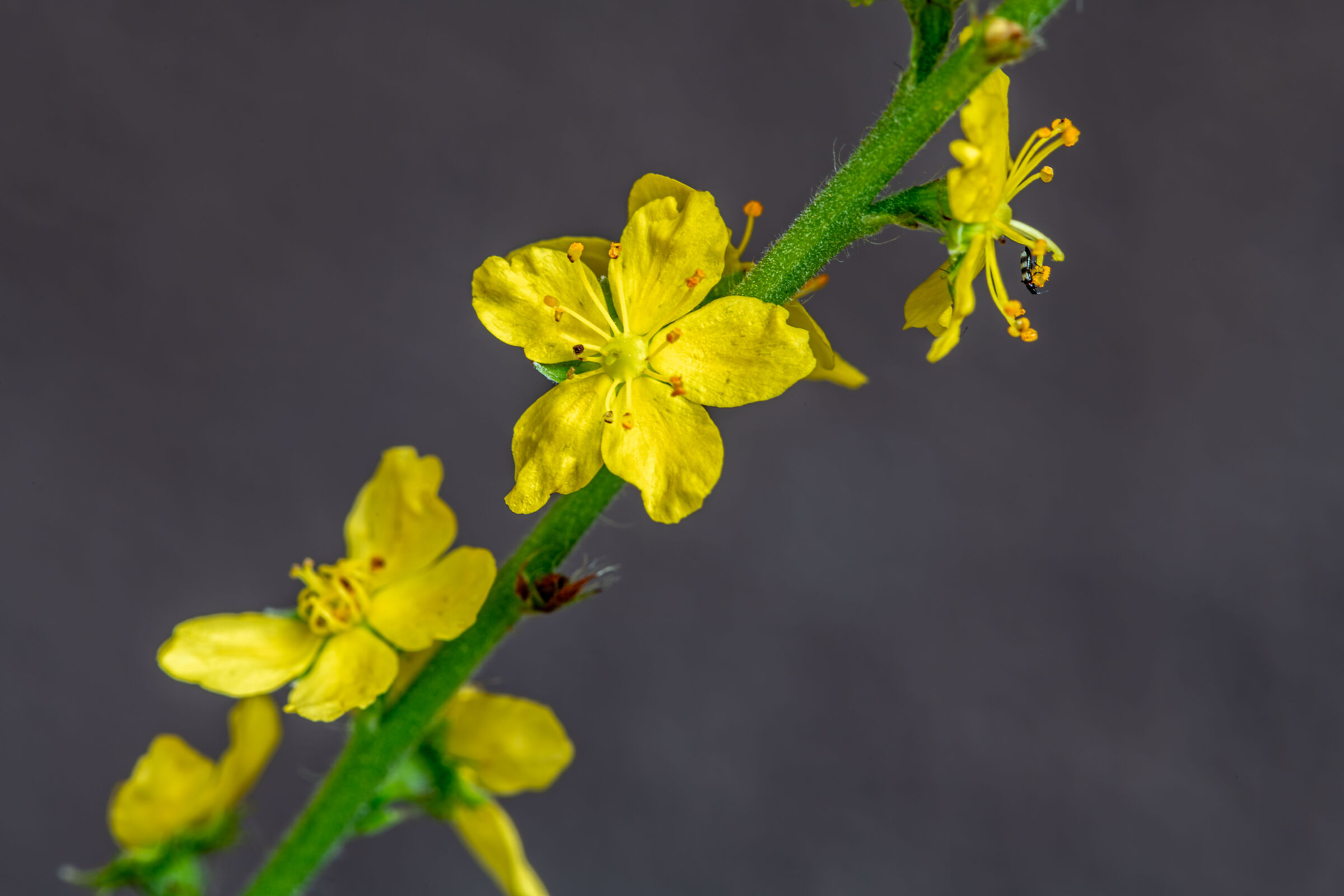 Fiore piccolissimo di campo con ospite