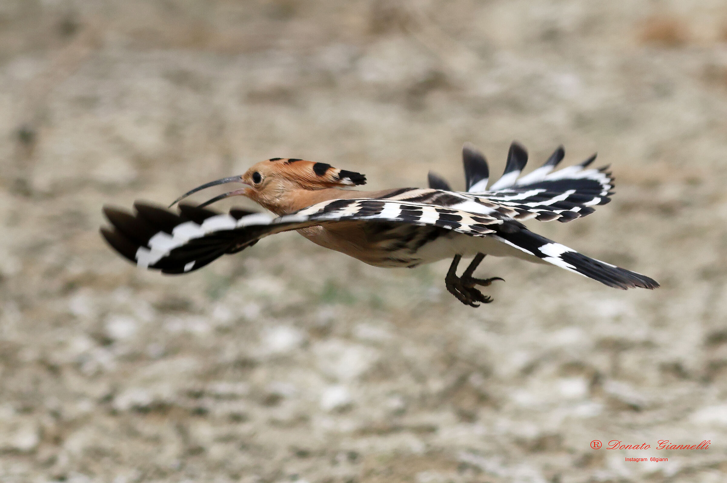 Hoopoe