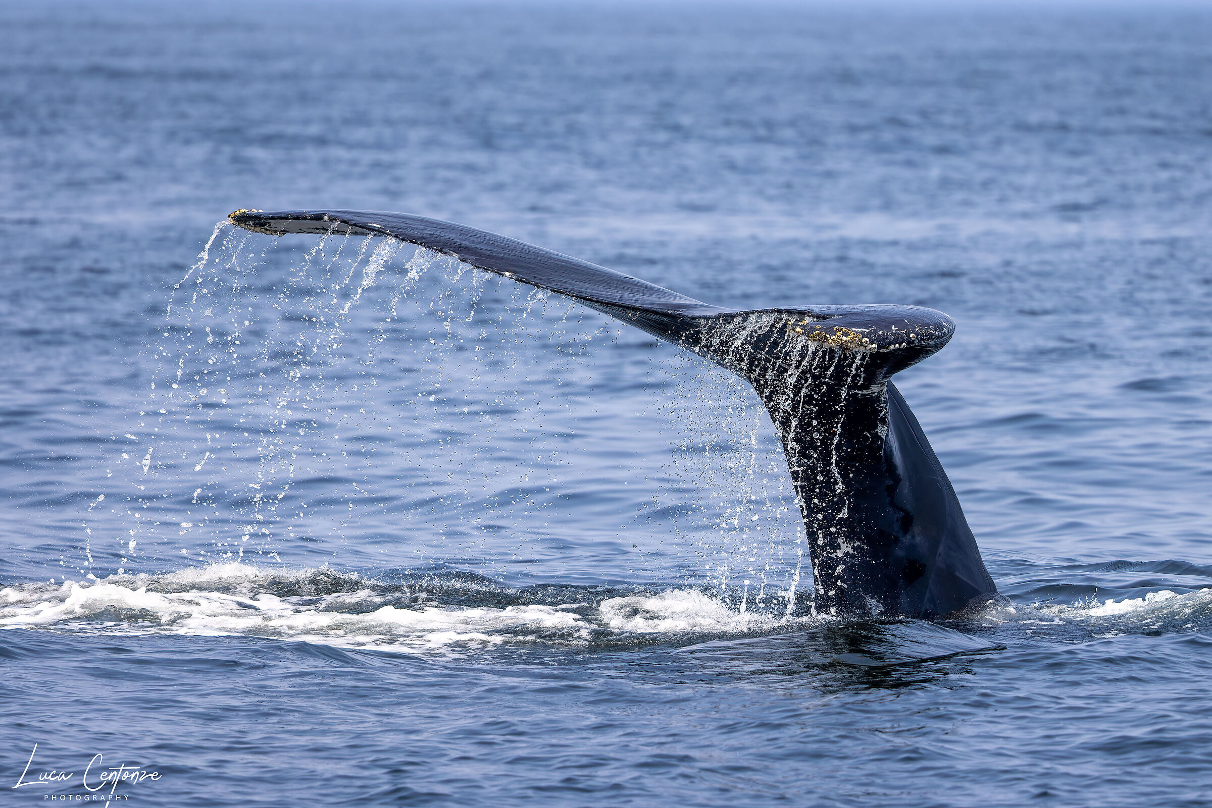 Whale watching (Rye New Hampshire)