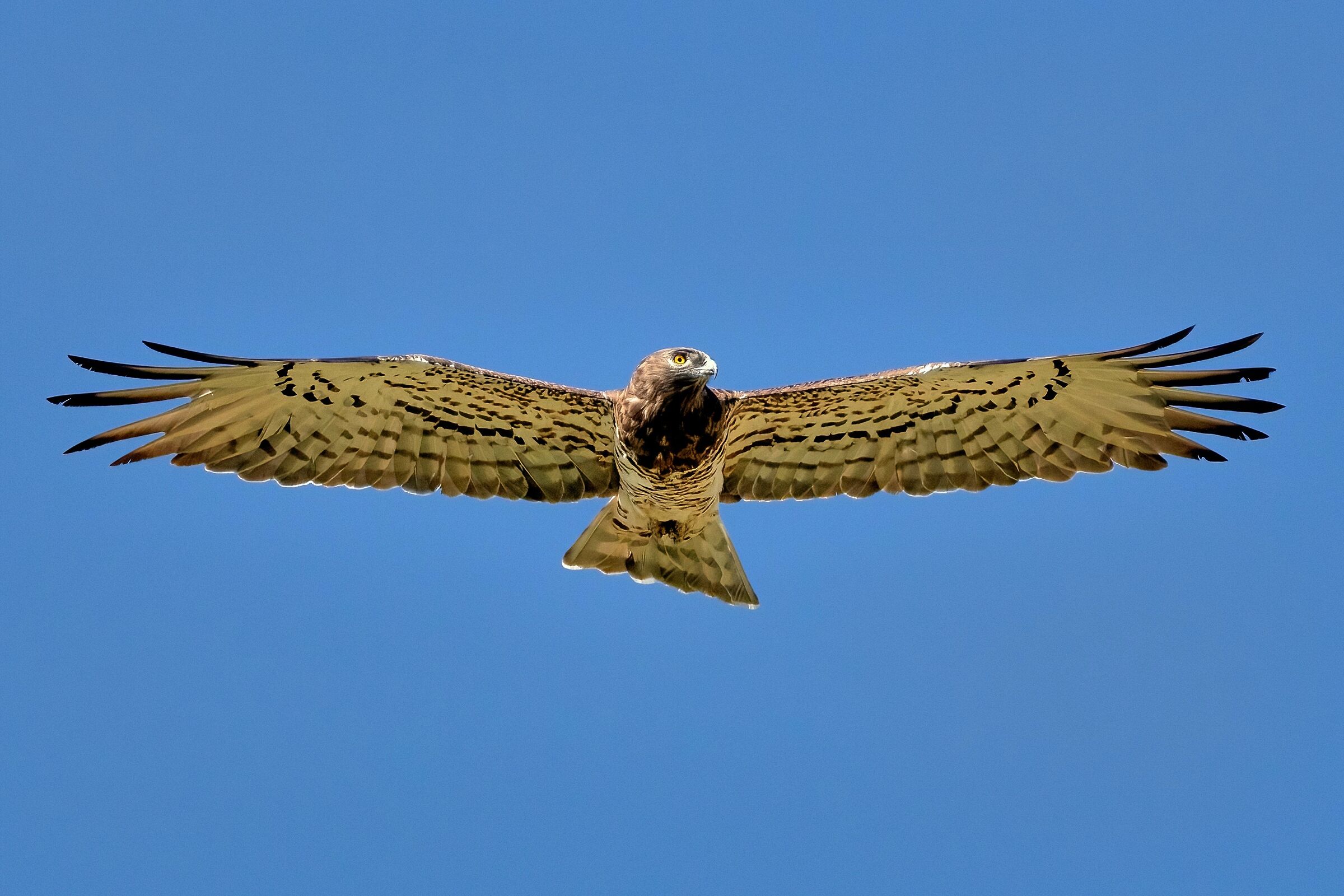 Short-toed eagle or Snake eagle (Circaetus gallicus)