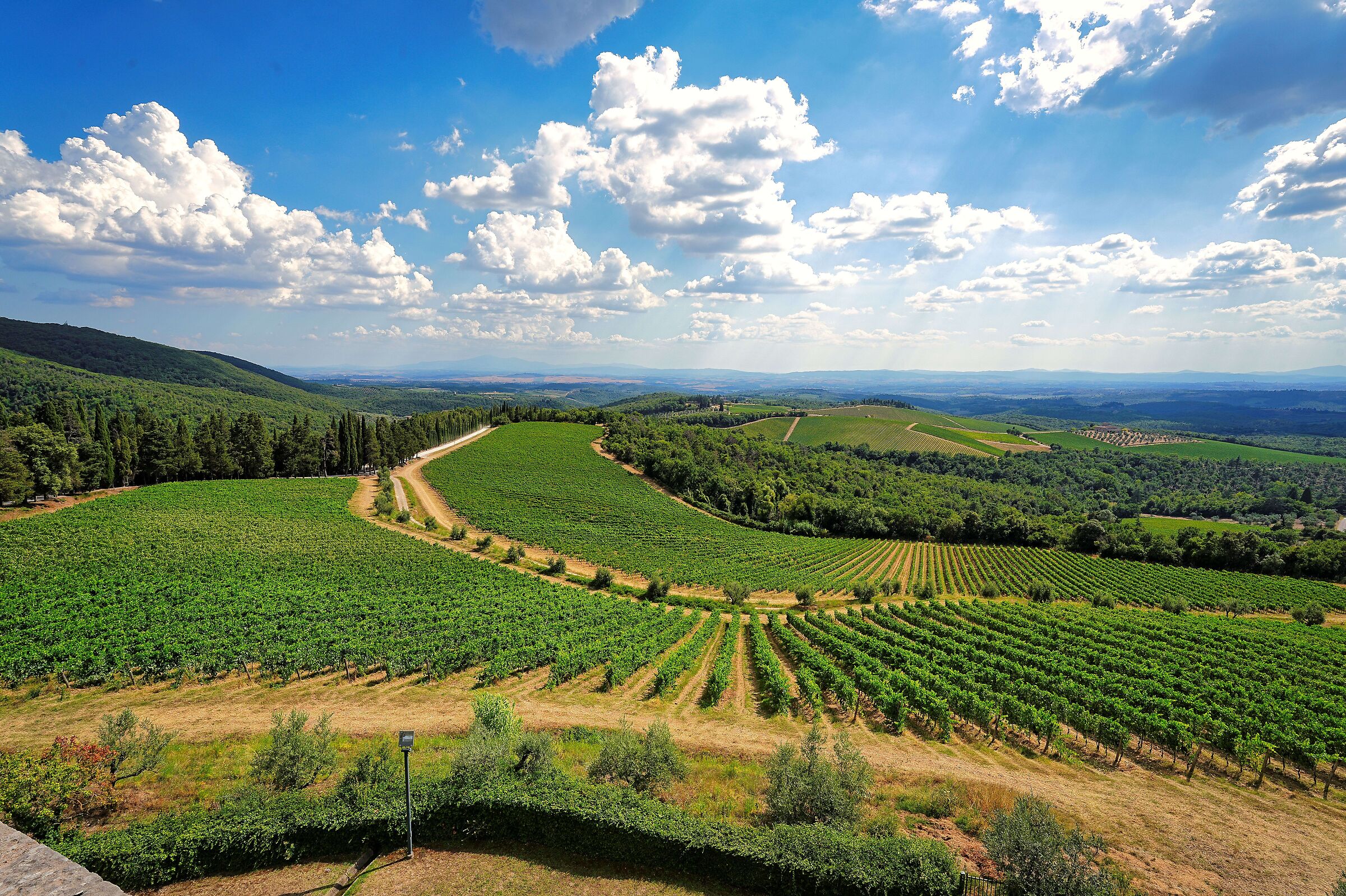 the Ricasoli vineyards
