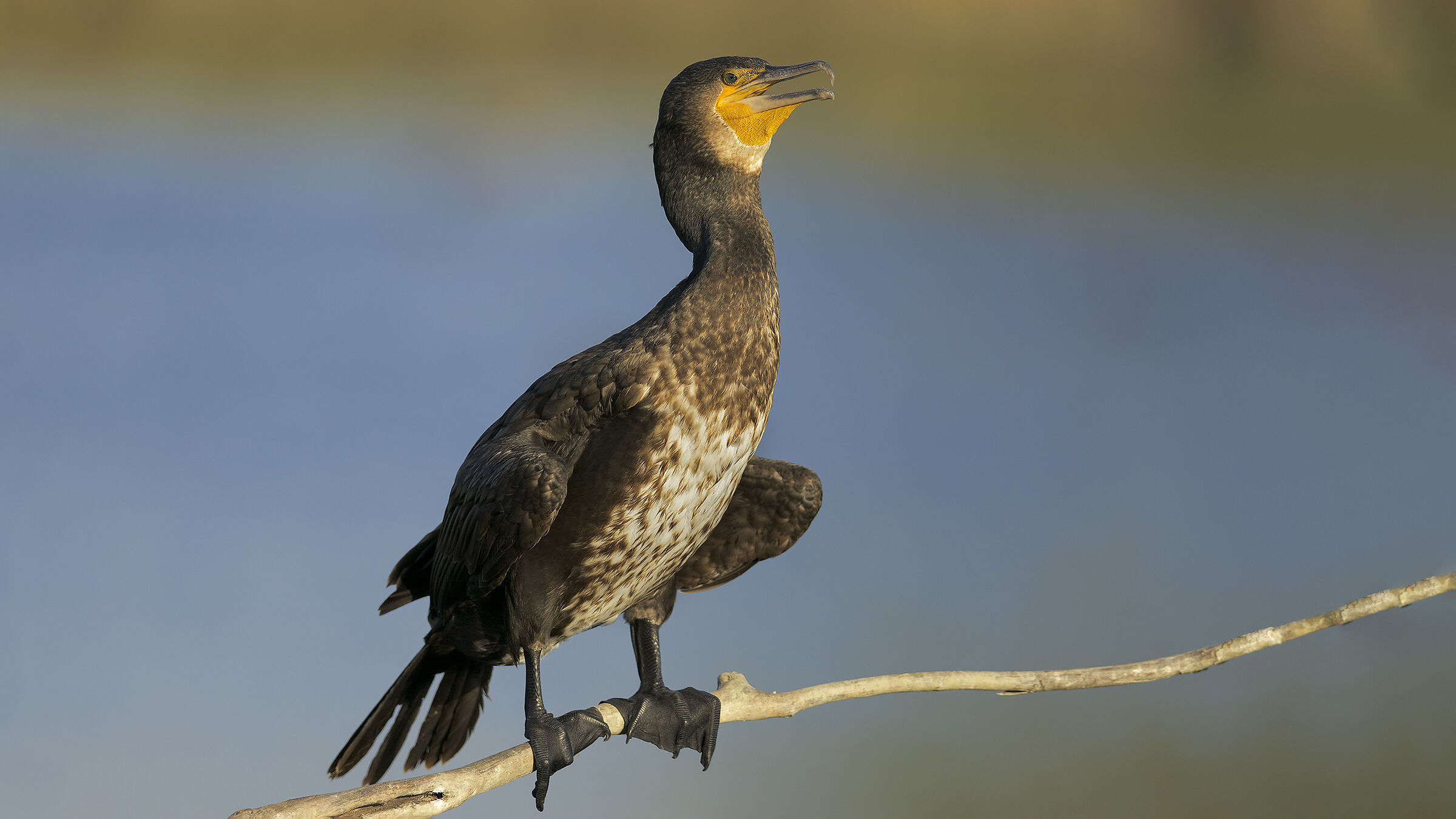 Cormorano giovane