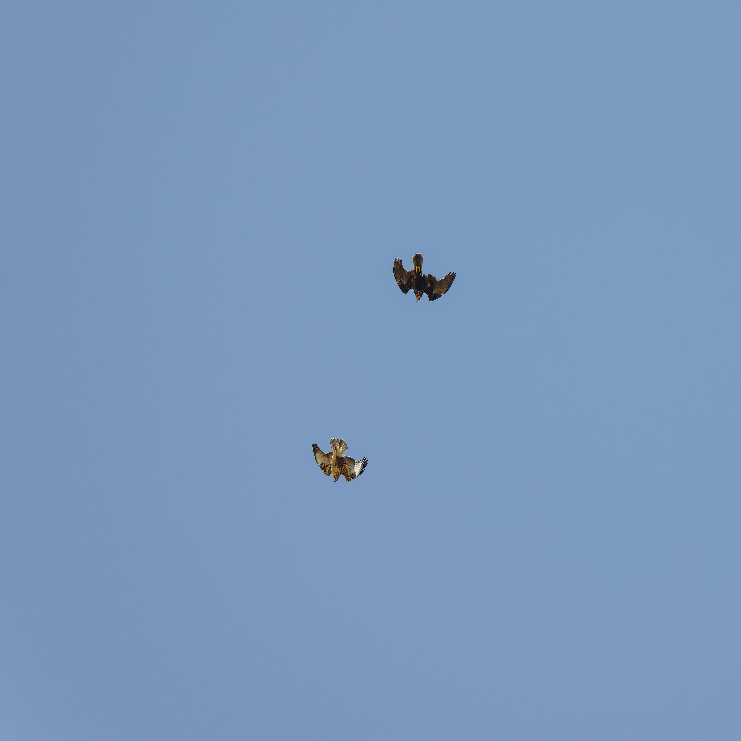 Lotta territoriale tra Poiana e Falco di Palude