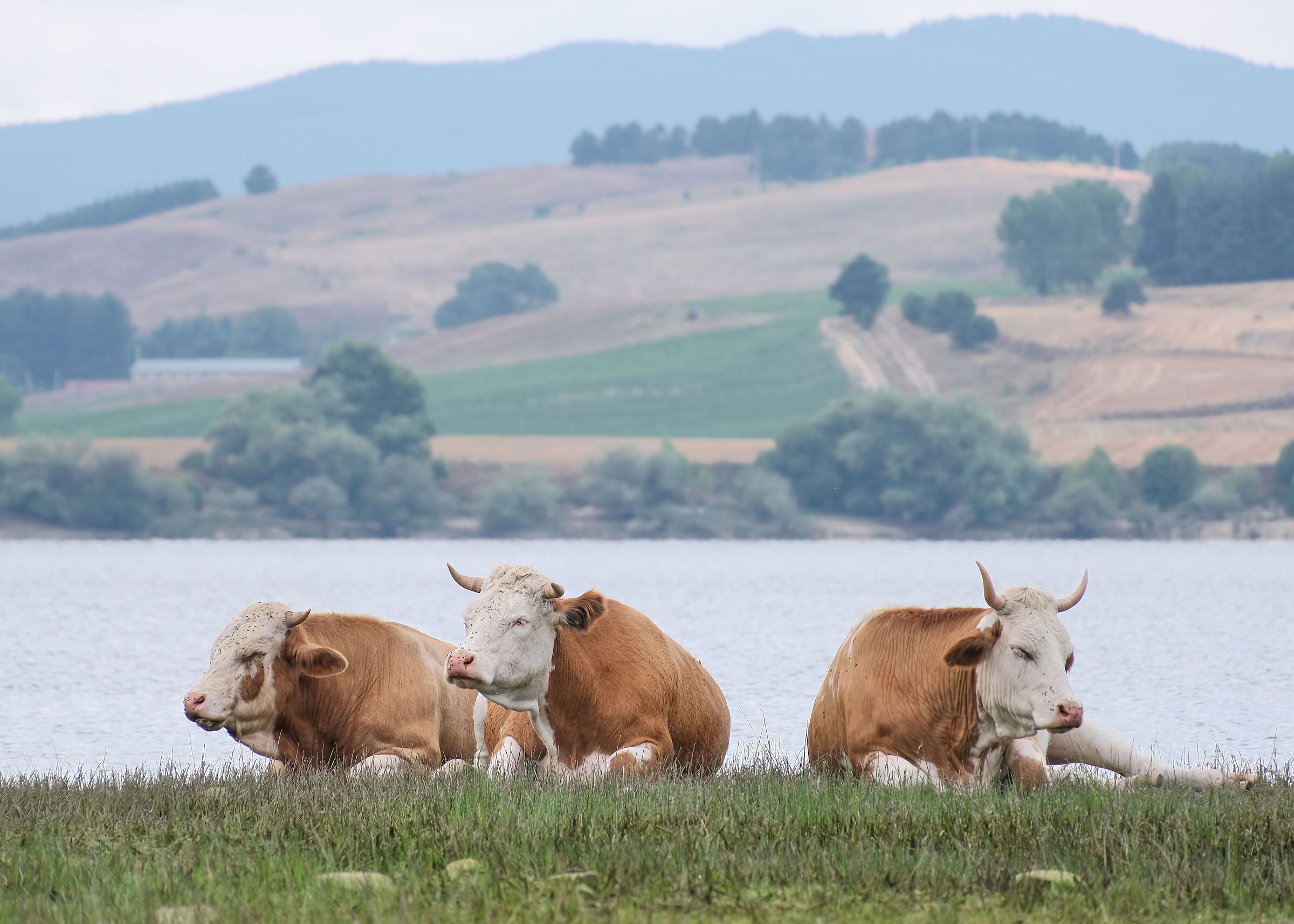 Cows on the shore of Lake Cecita