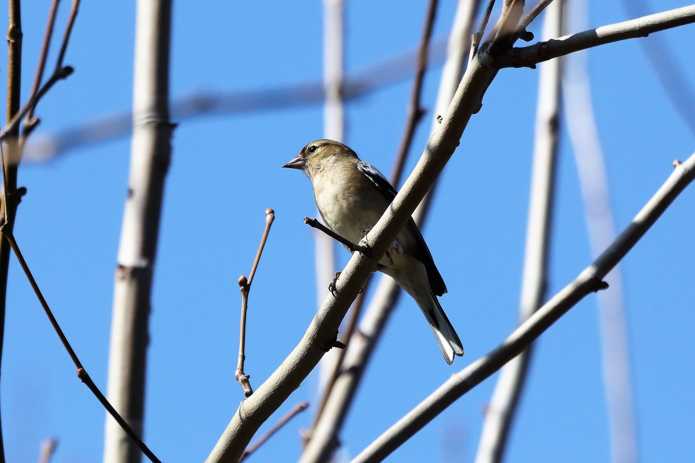 Fringuello 09 marzo 2023