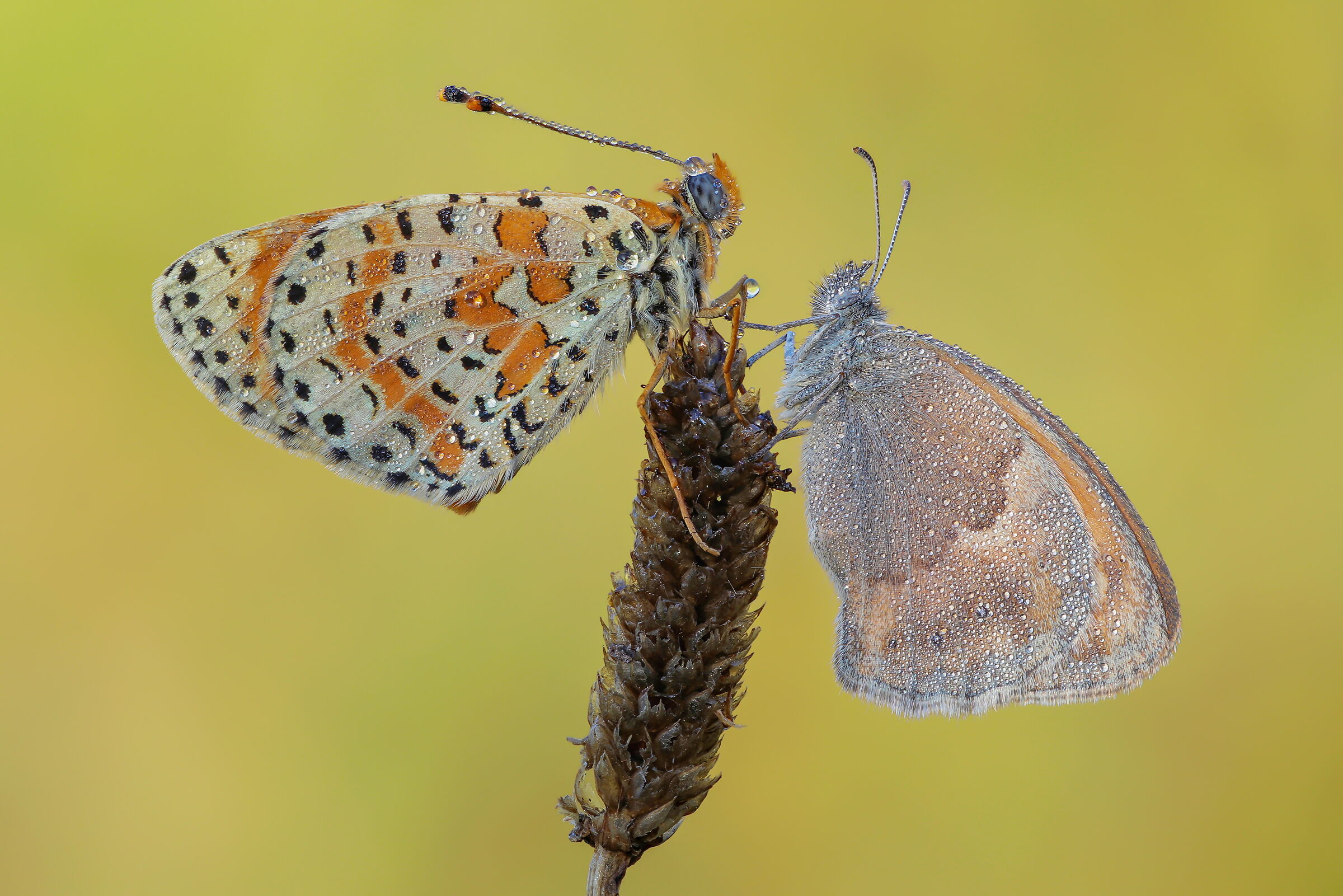 Melitaea didyma and Coenonympha pamphilus