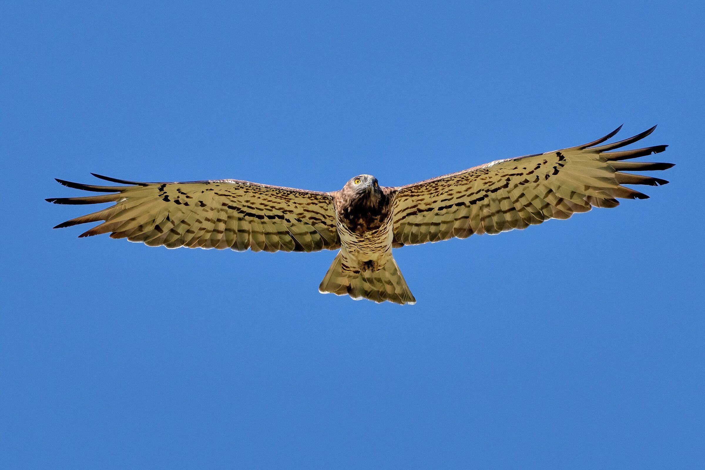 Biancone o Aquila dei serpenti (Circaetus gallicus)