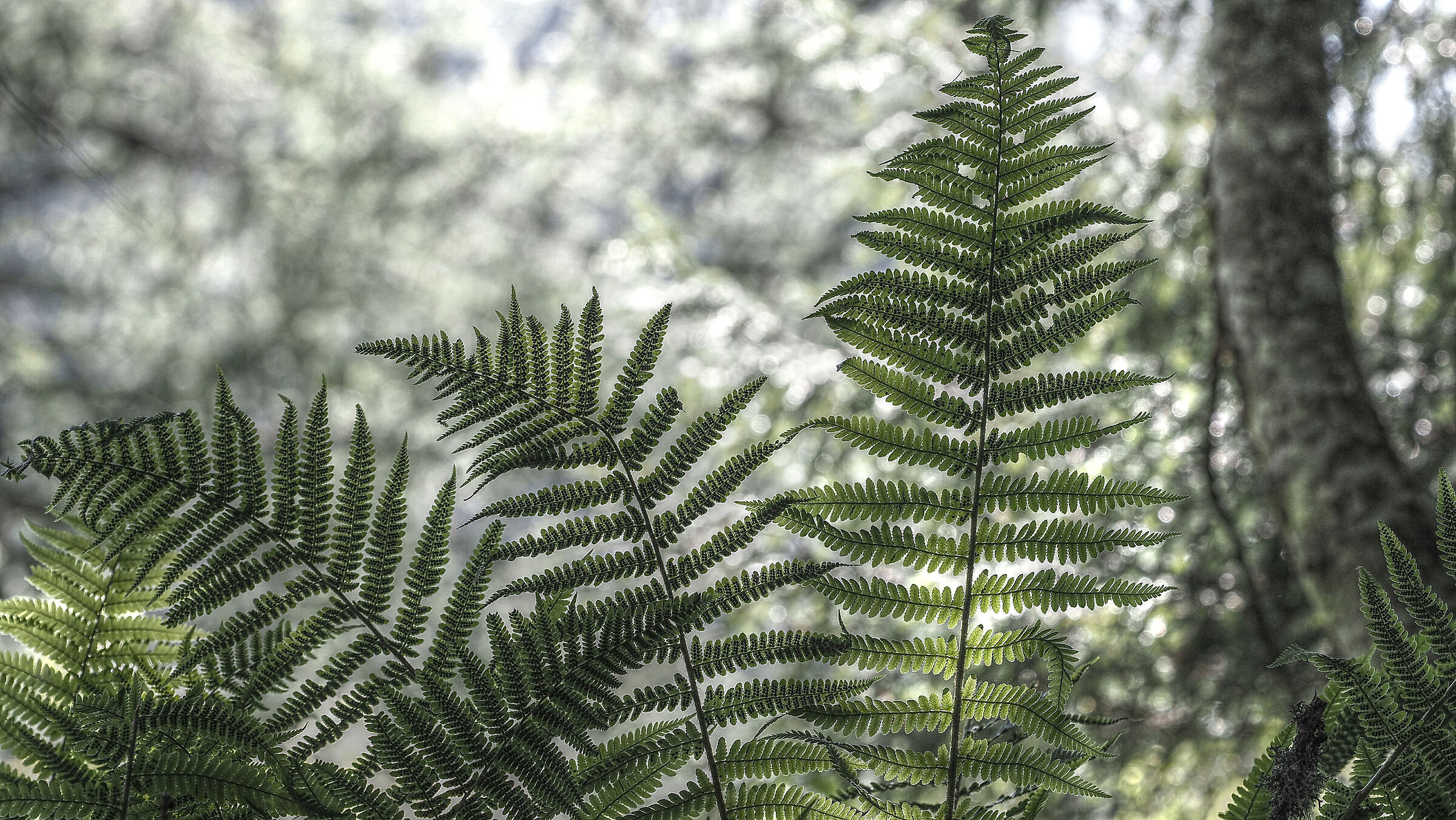 Elegance in the undergrowth