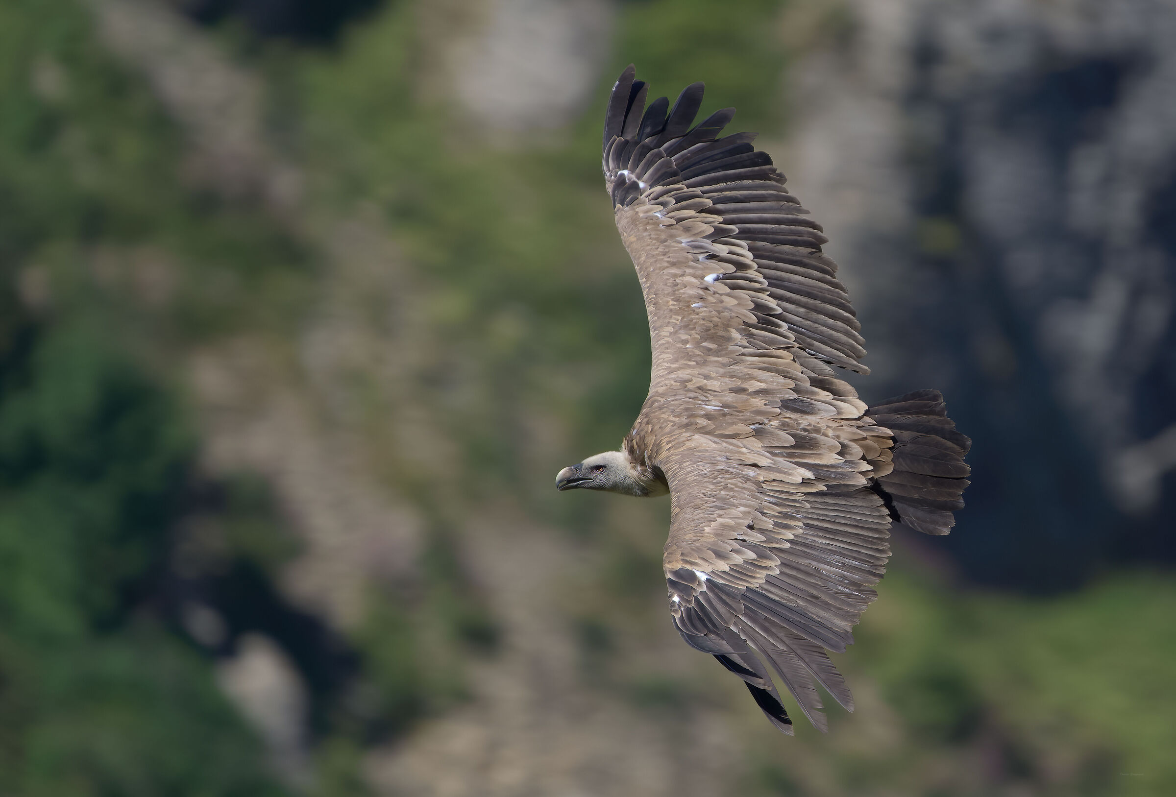 Grifone - Limone (Cuneo)