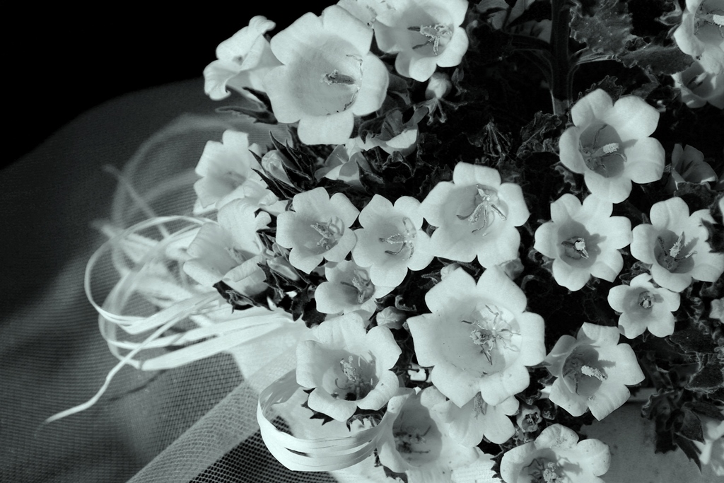 white bell's first communion "Dade"