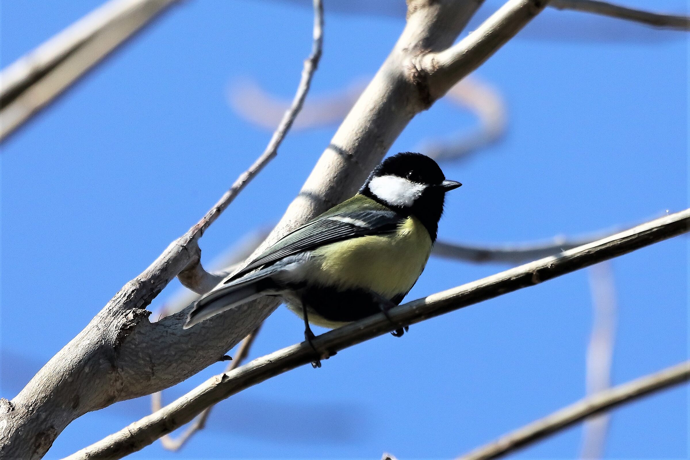 Cinciarella 09 marzo 2023