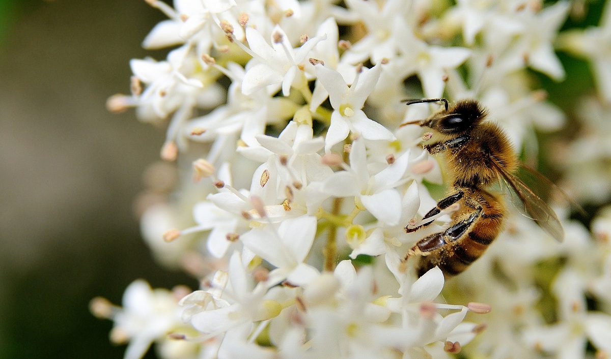 The silhouette of a worker bee
