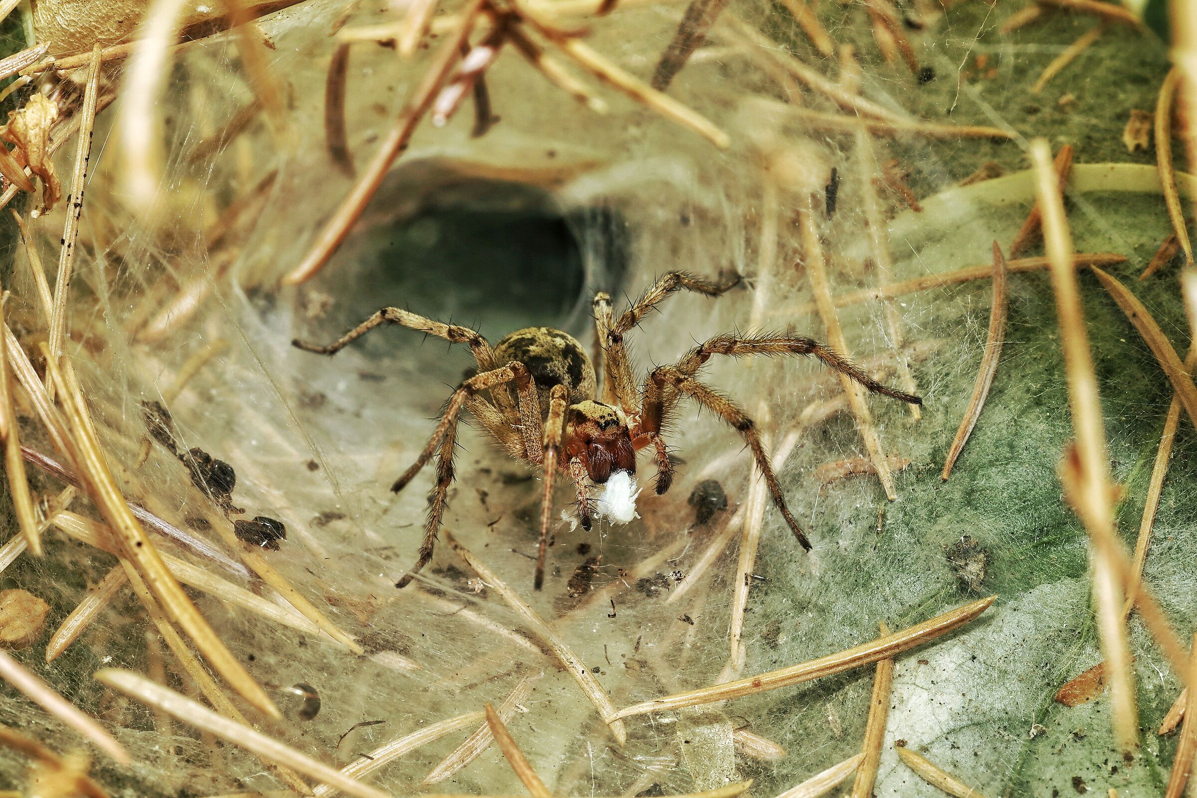 Agelena labyrinthica