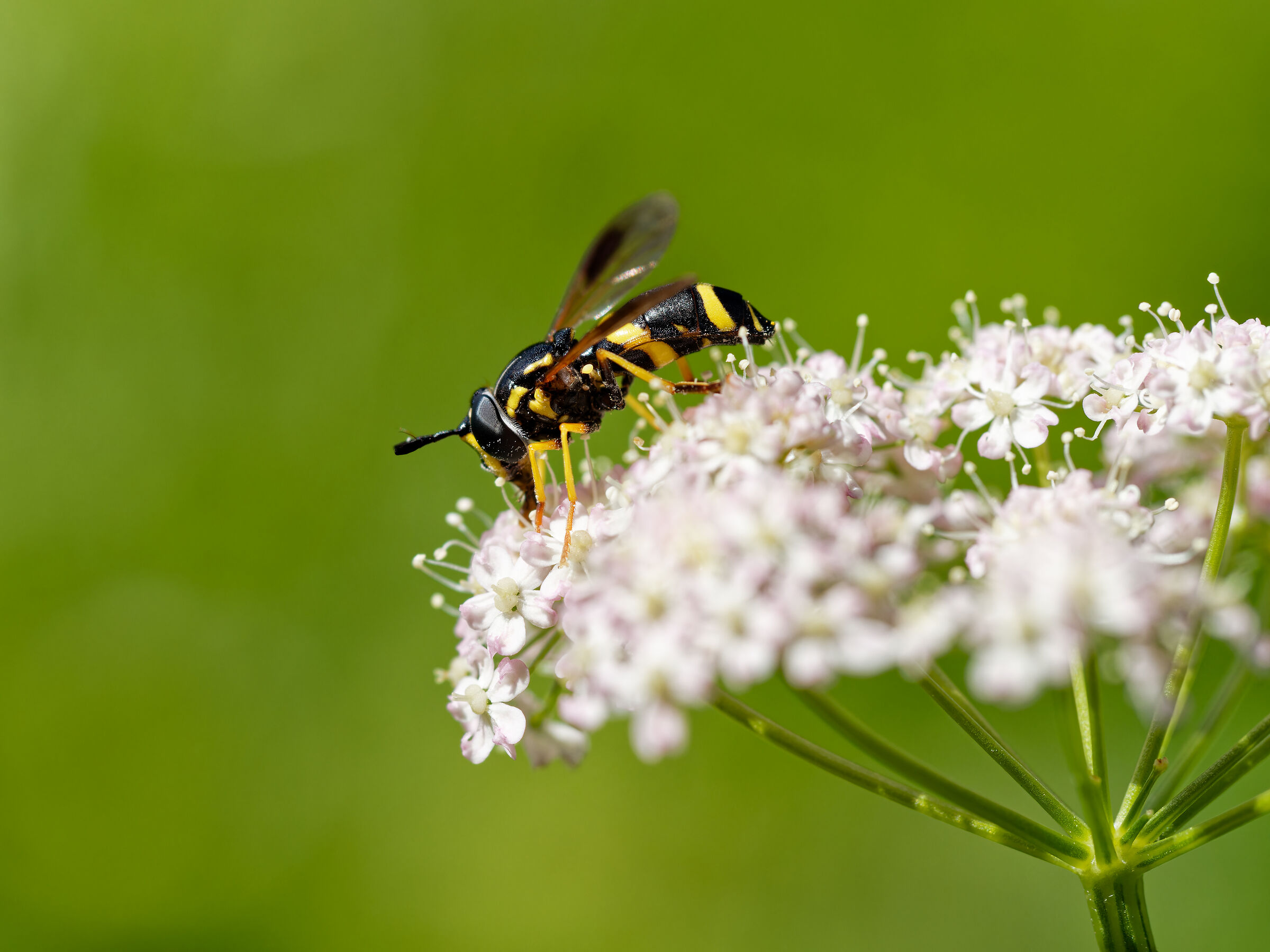 Hoverfly