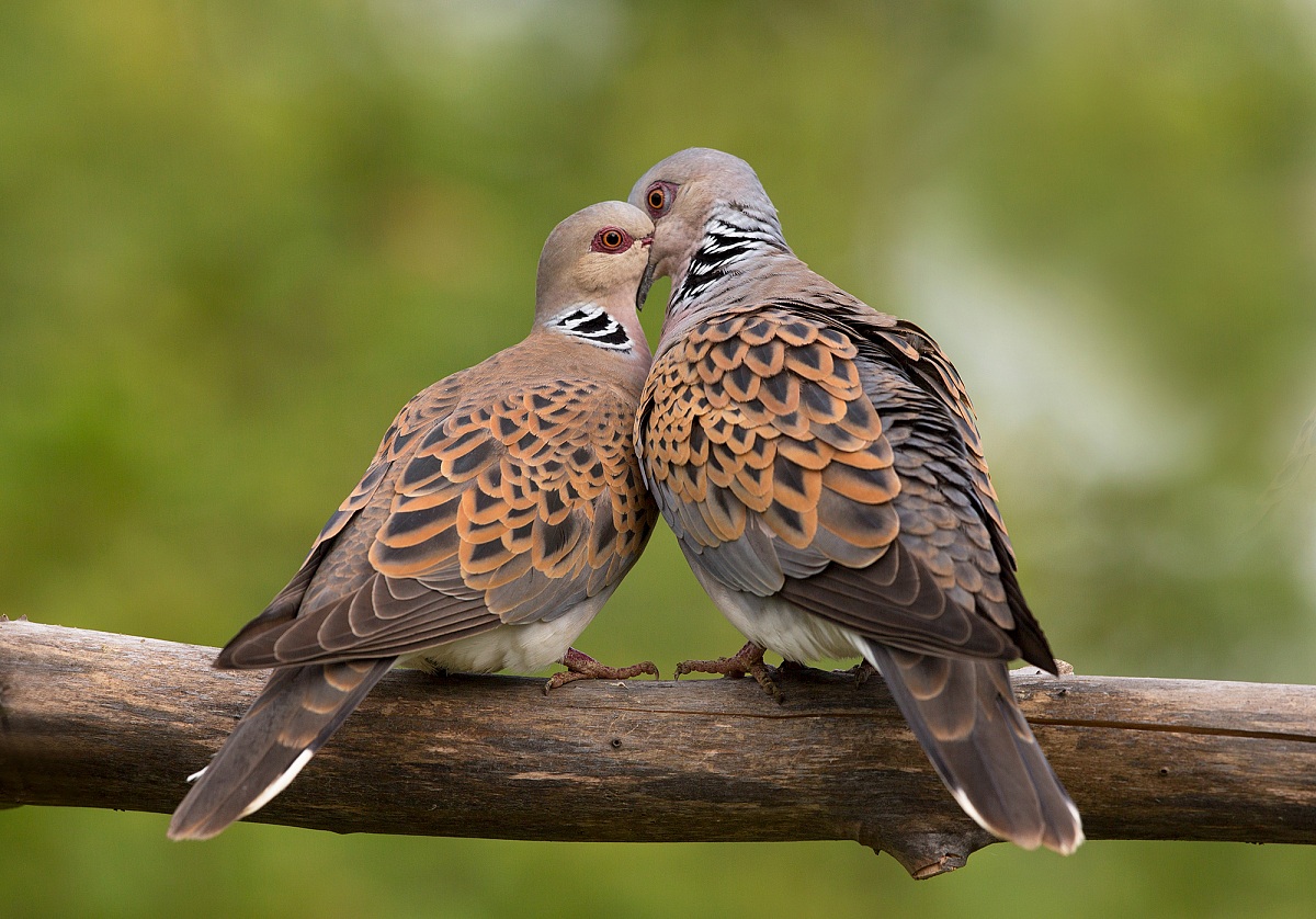 turtledoves