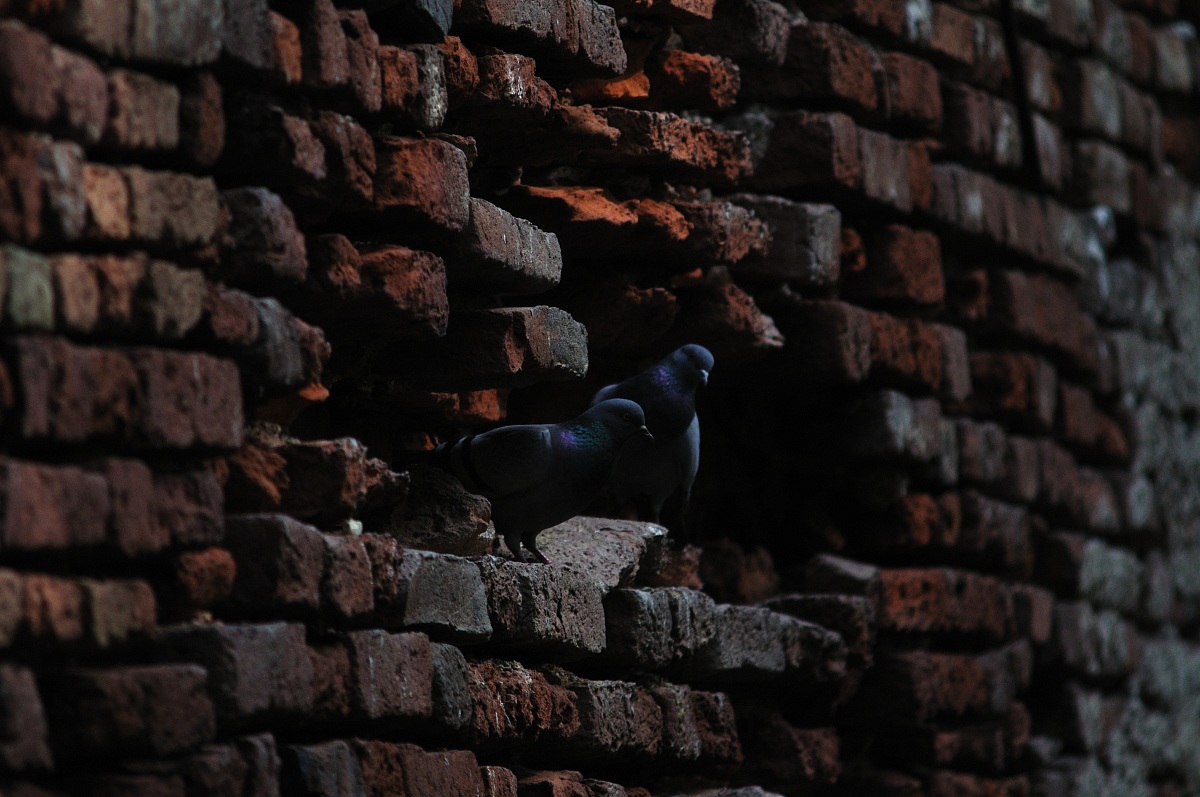 two birds and a house