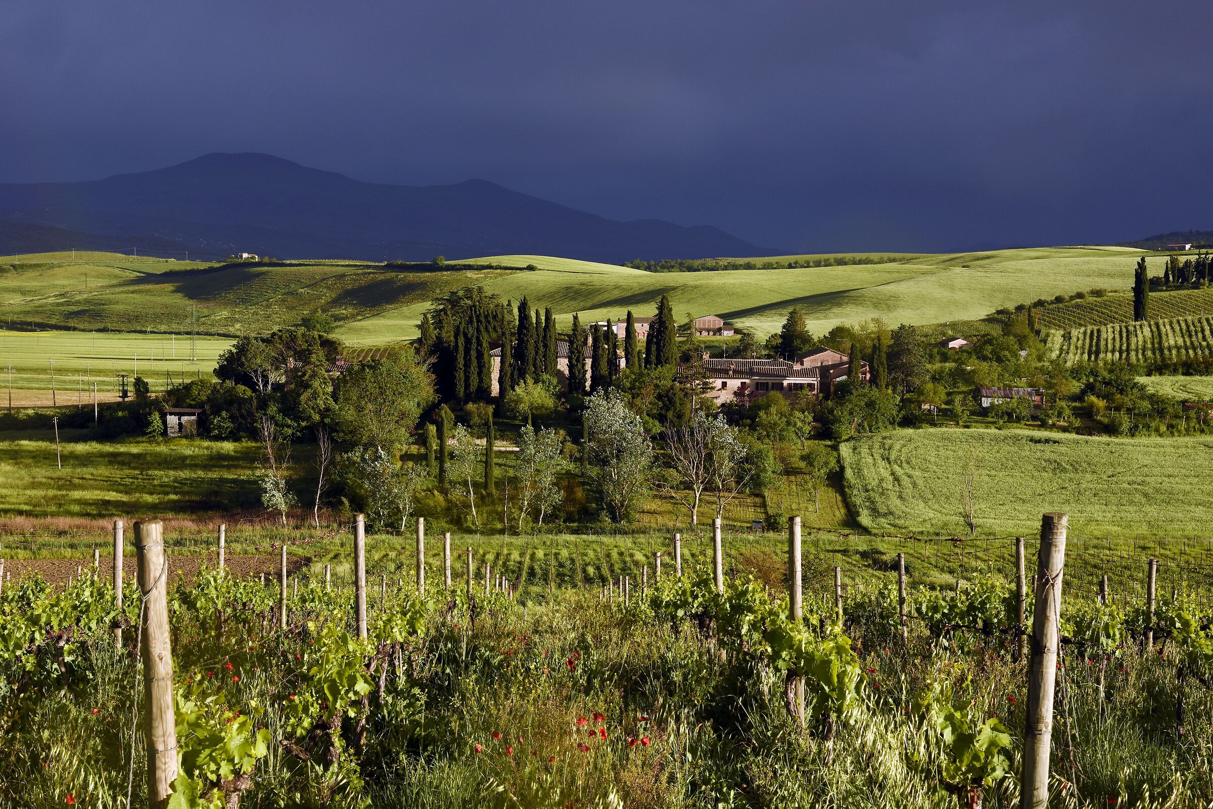 Pian dell'Asso, Montalcino