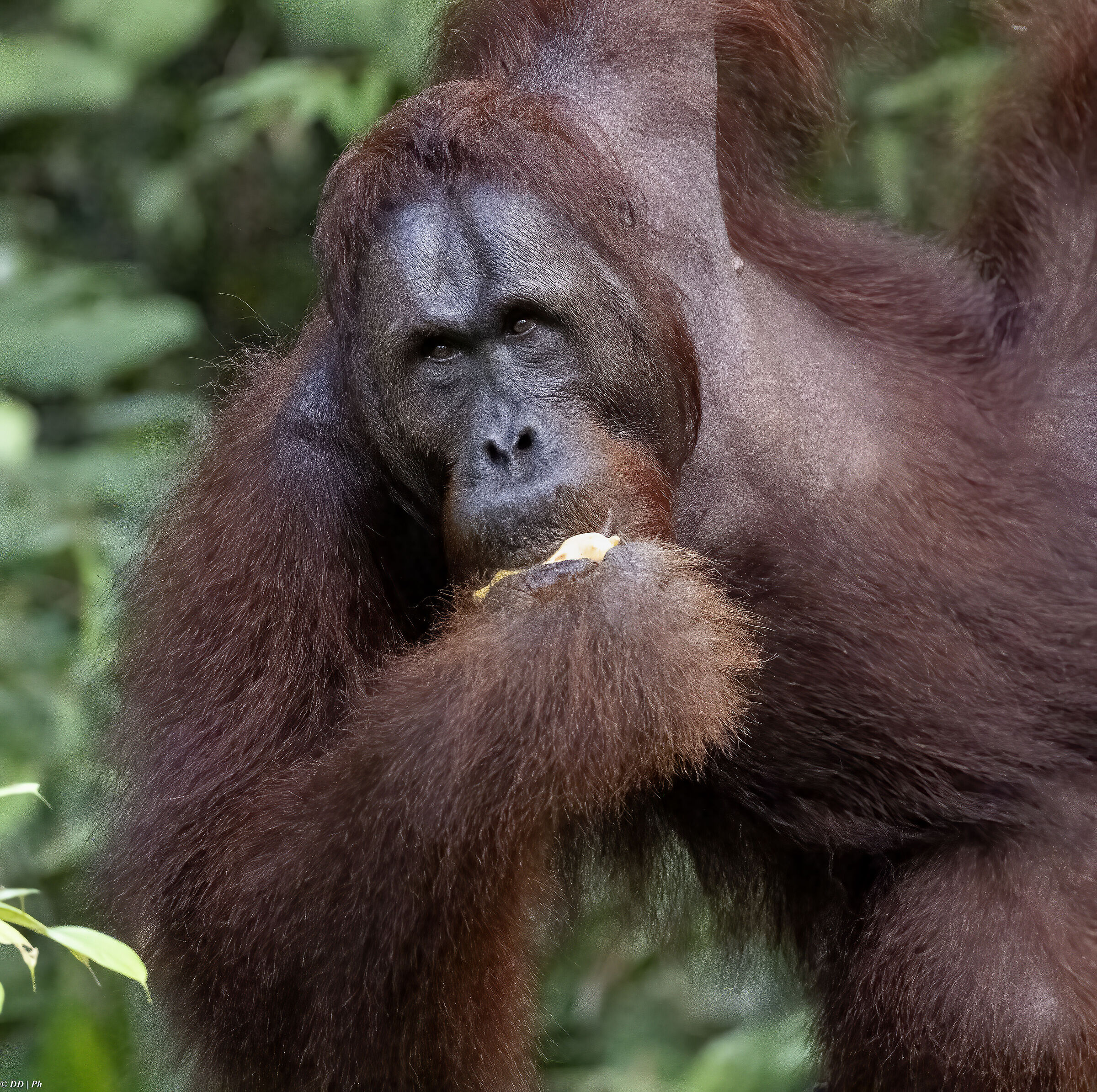 Orangutan