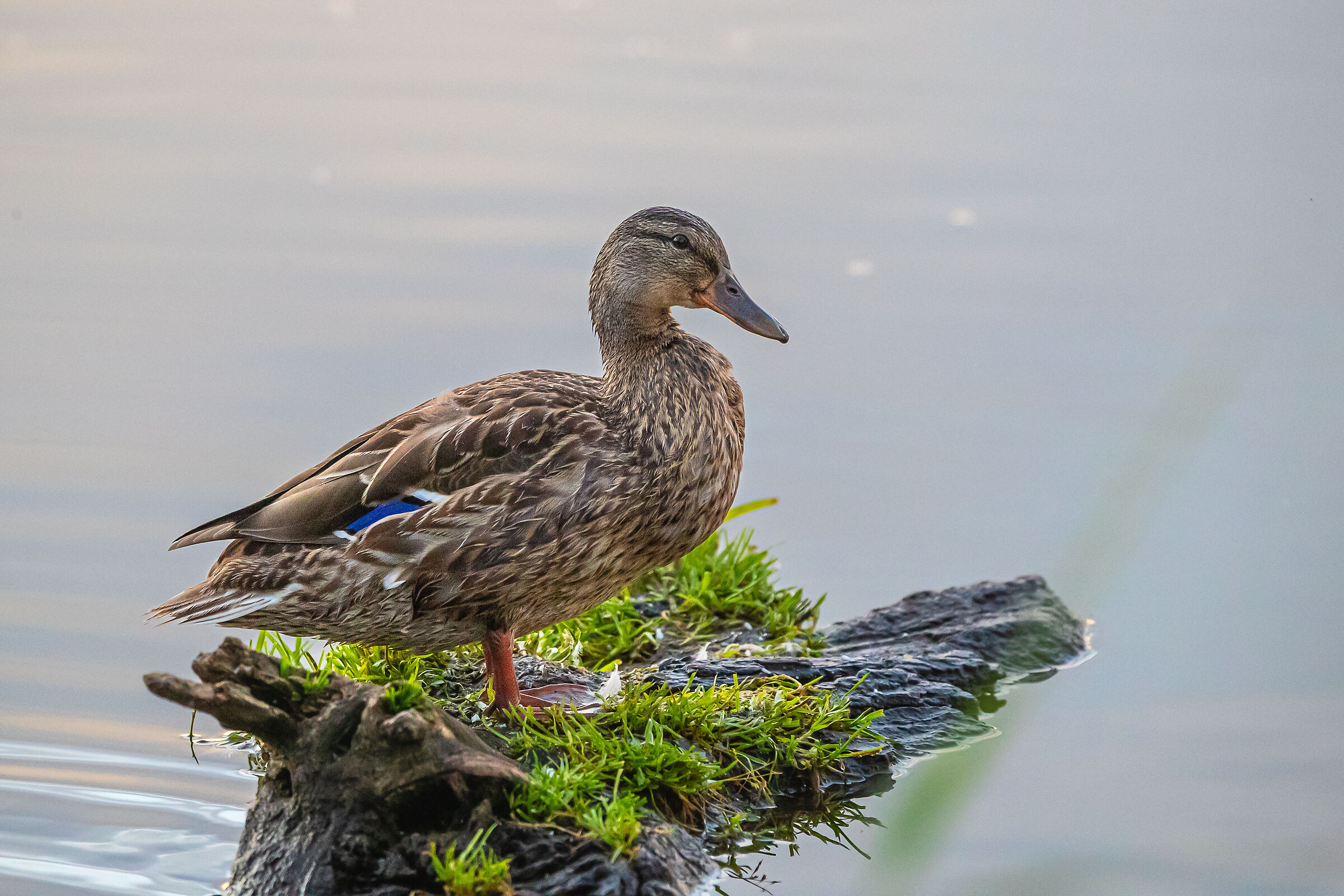 Anatra germano reale