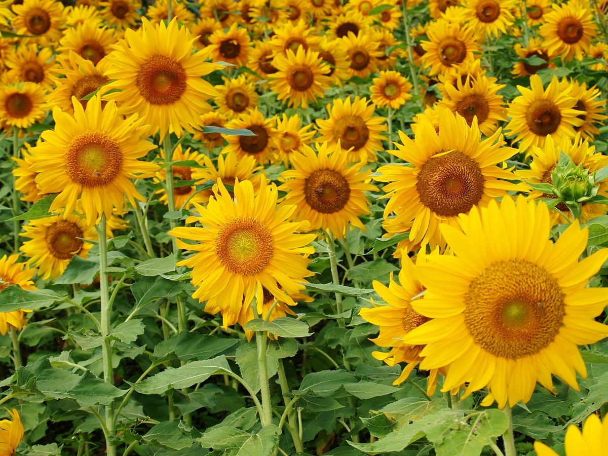 Sunflowers
