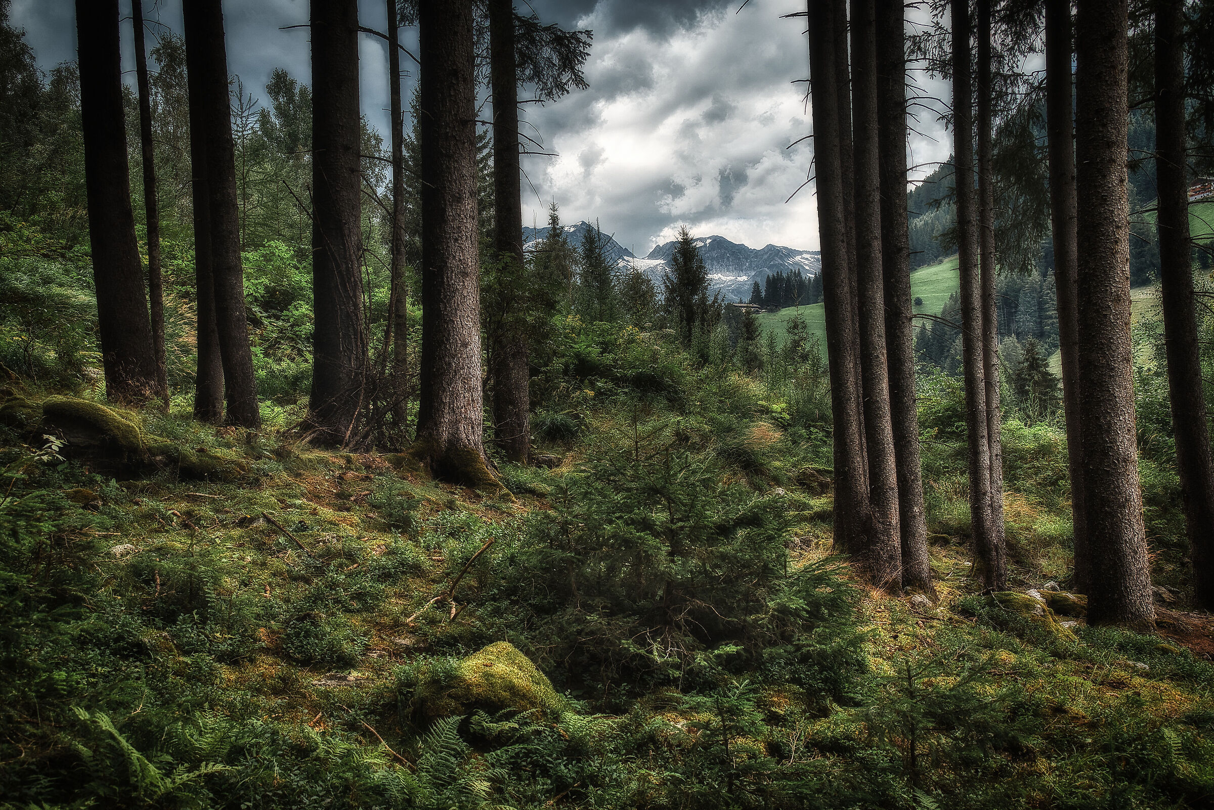 Bosco di Mulhwald